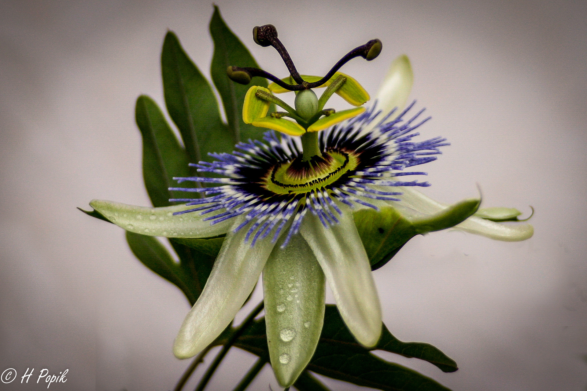 Passion Flower might be one of my best