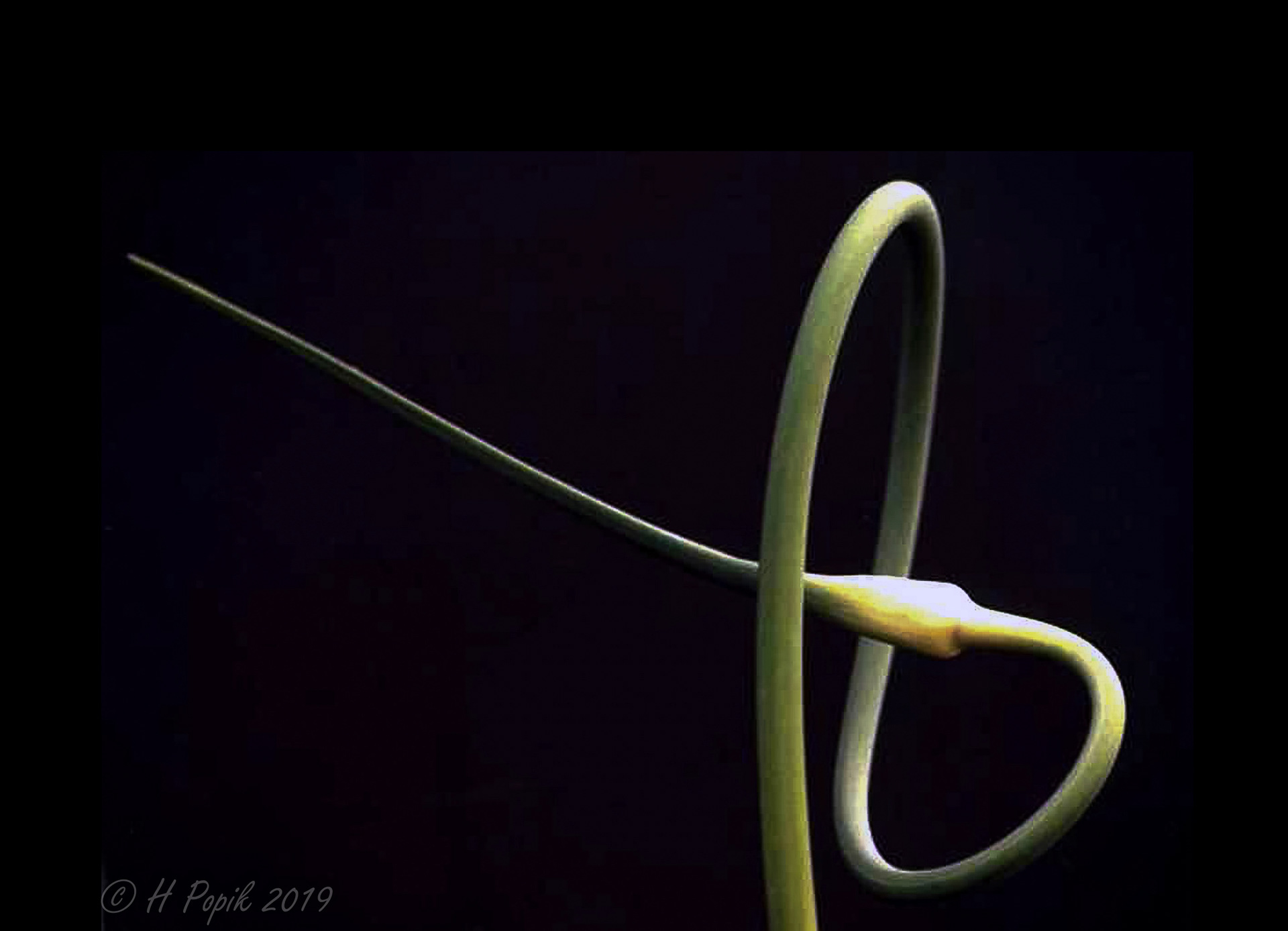 Twisted my first image people thought was artistic 