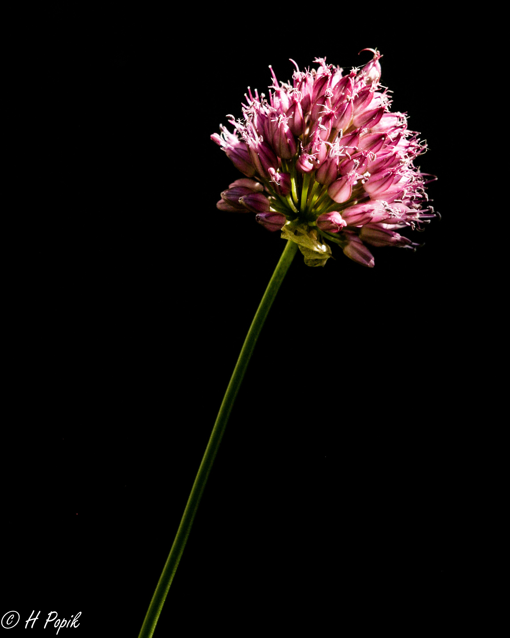 Onion Flower with just a kiss of light another favorite 