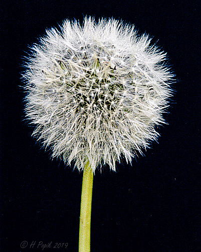 Lil Weed this one I tried hard to get