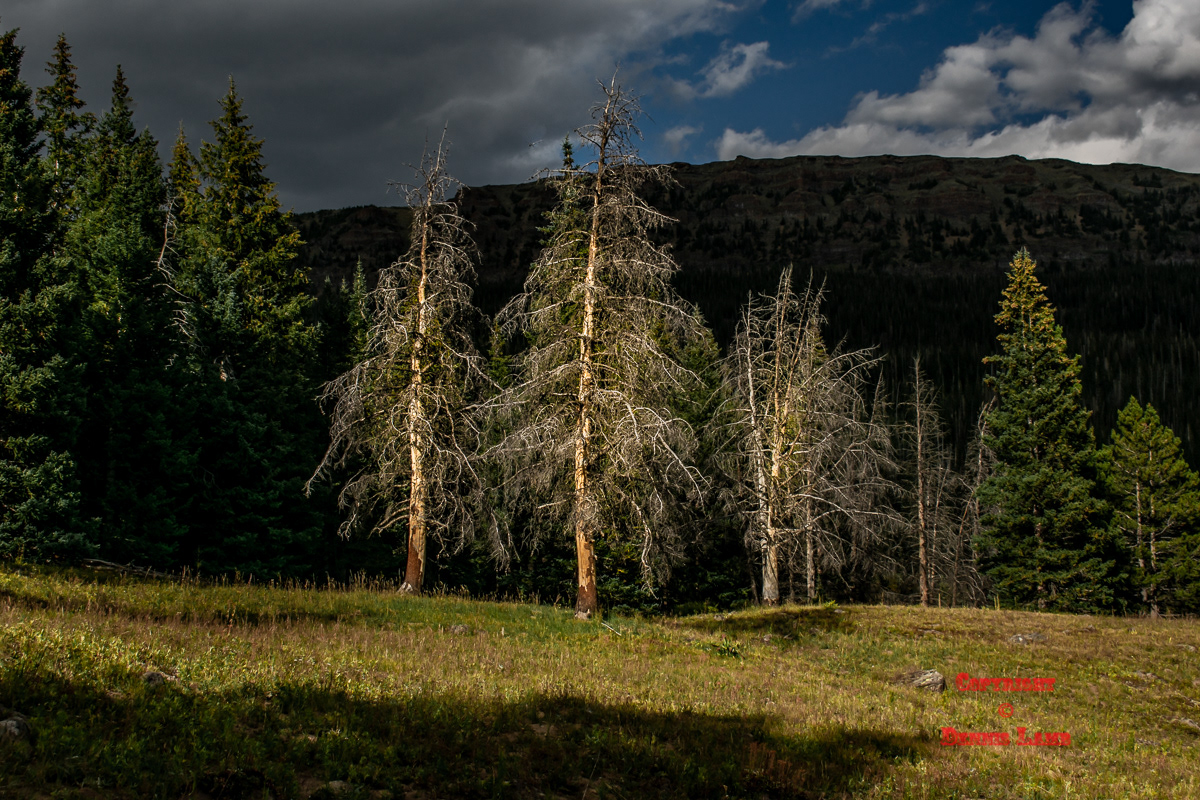 Colorado 7