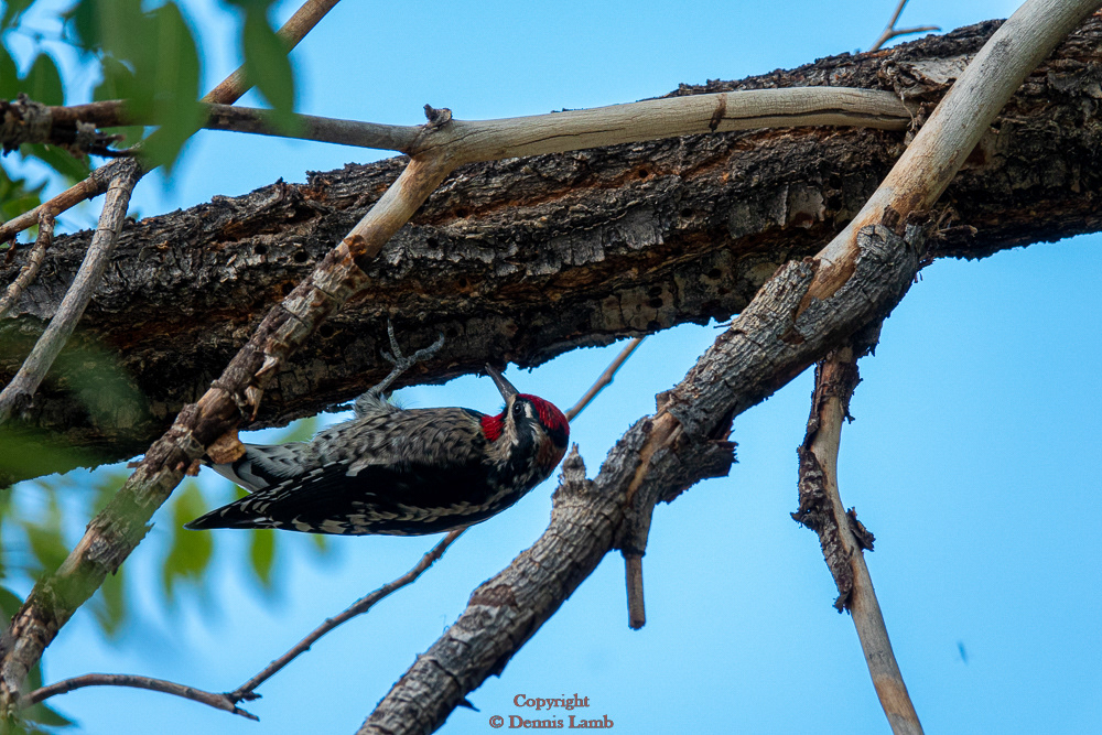 Red-naped Sapsucker-155