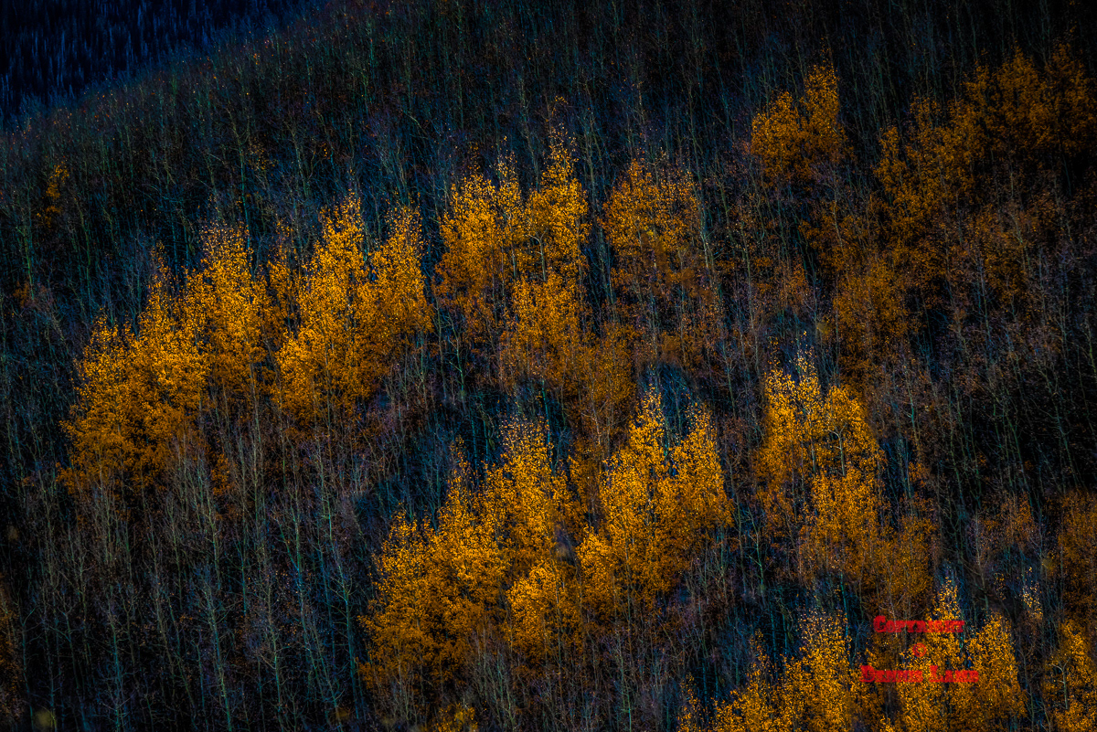 Colorado 64