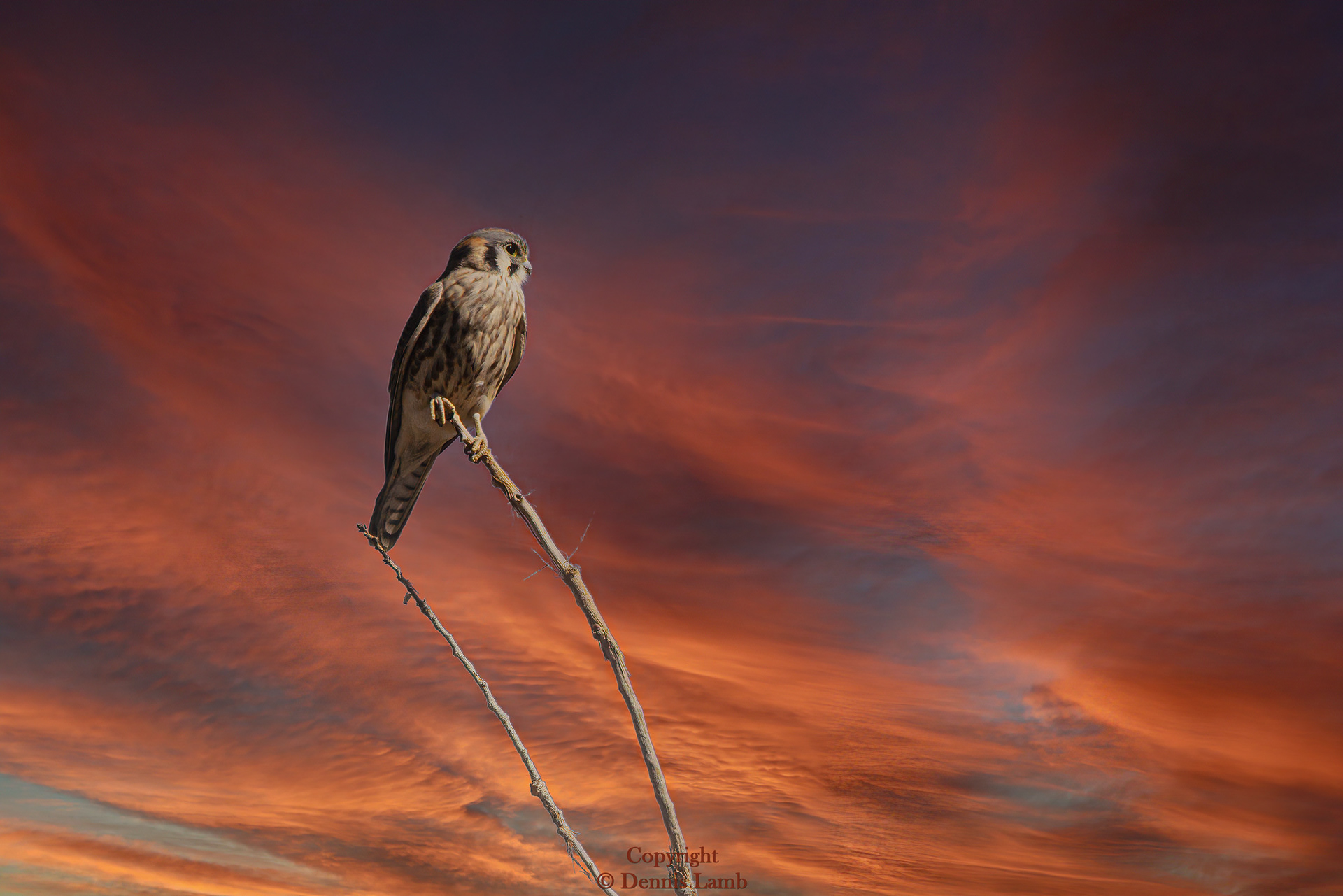 Kestrel Sunset