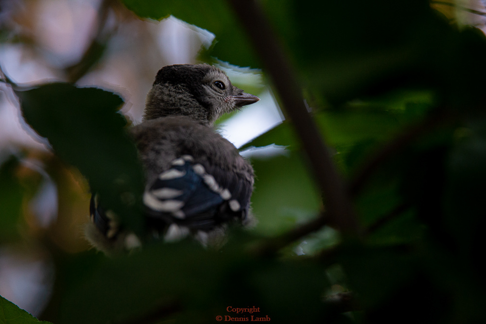 Bluejay Chick