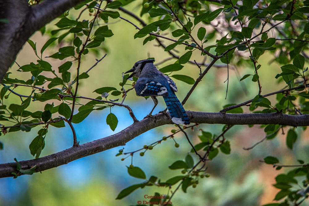 Bluejay