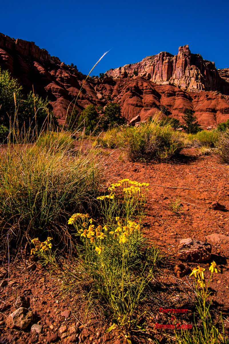 Utah - Capital Reef 4