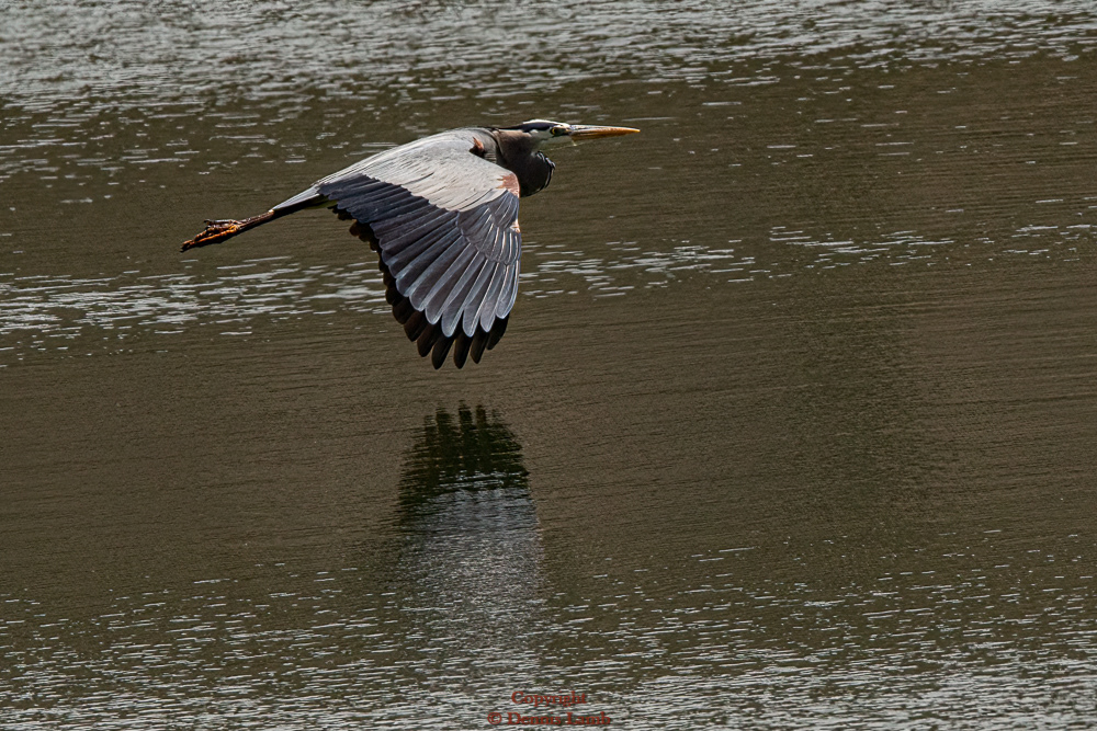 Blue Heron Reflection