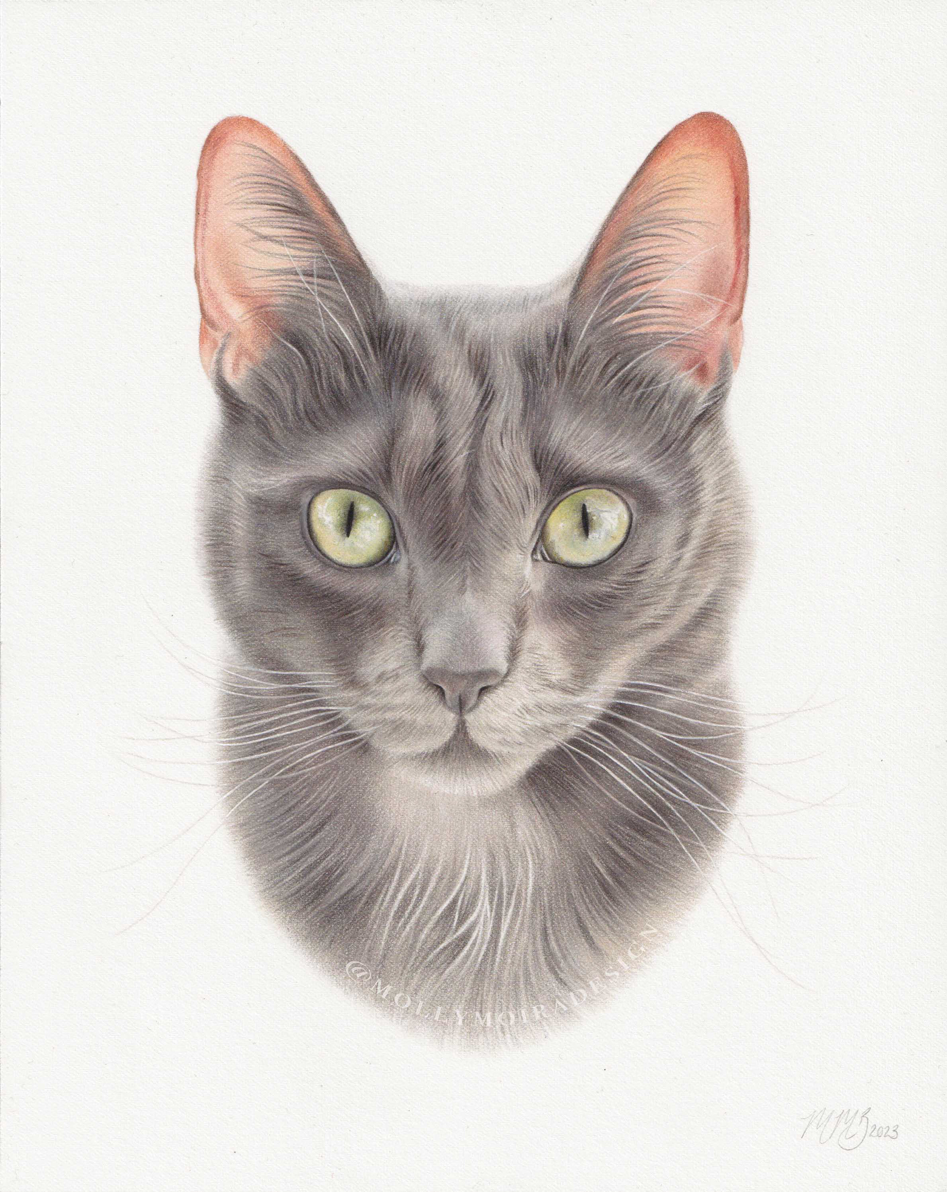 Professional pet portrait drawing of a grey cat