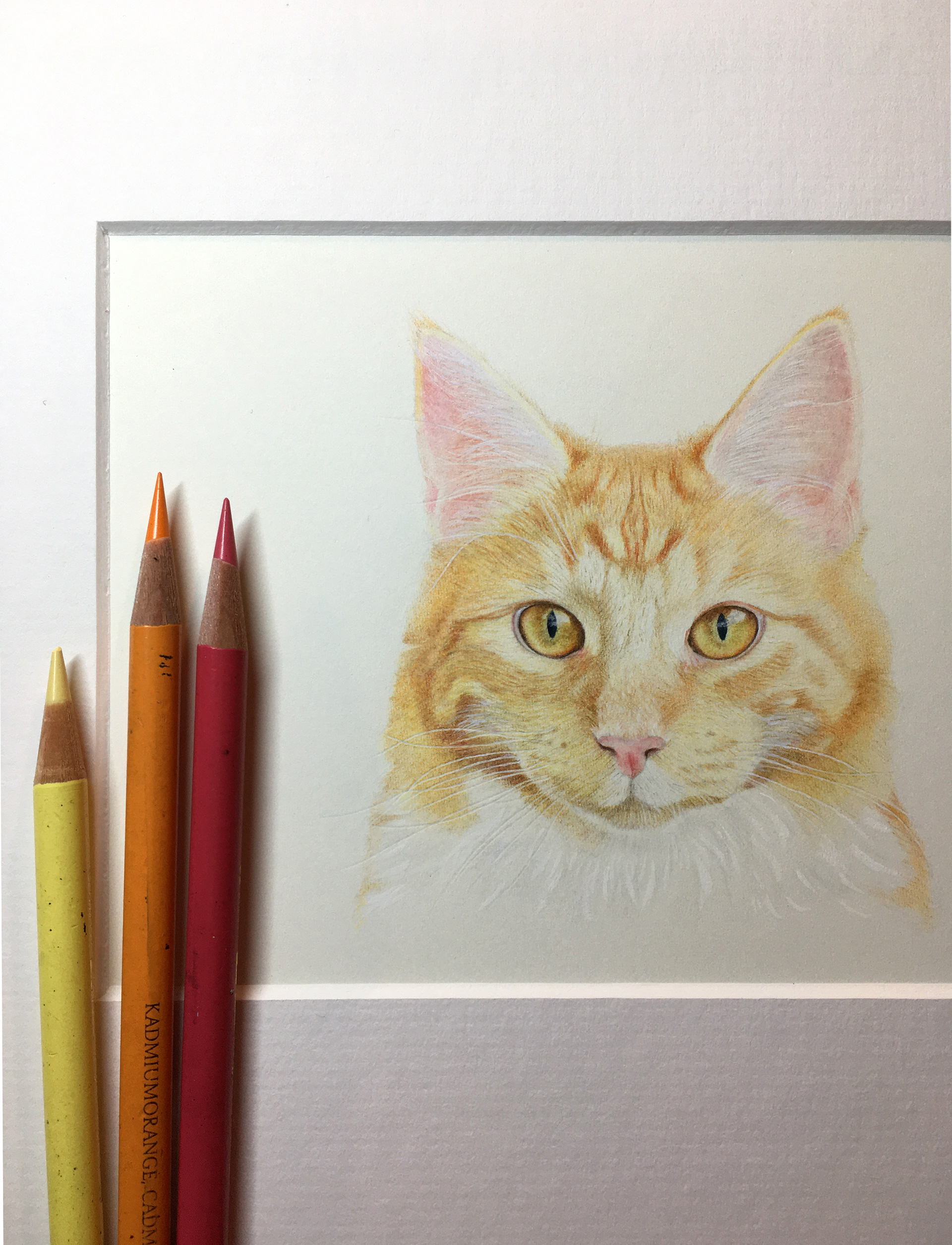 A realistic drawing of a ginger cat drawn with coloured pencils