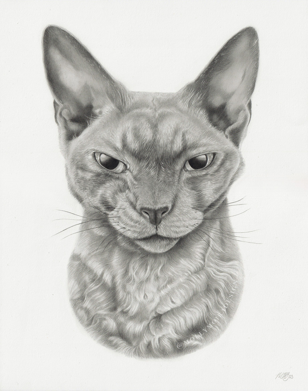 Professional pencil pet portrait drawing of a Devon rex cat