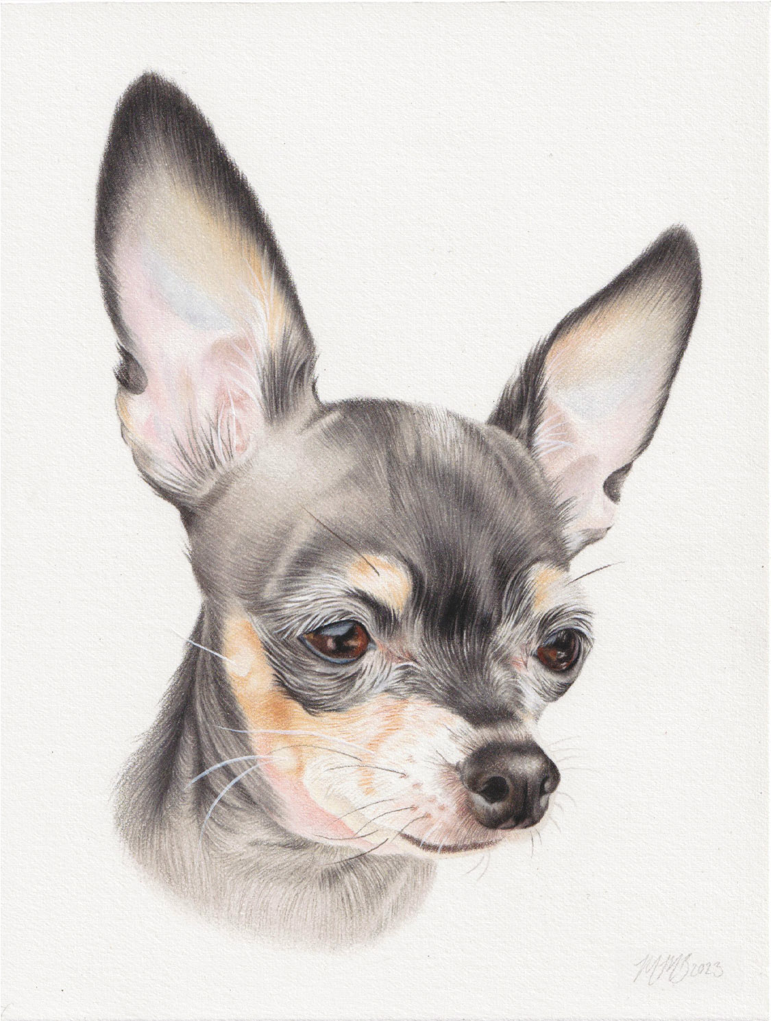 Professional pet portrait drawing of a Chihuahua dog