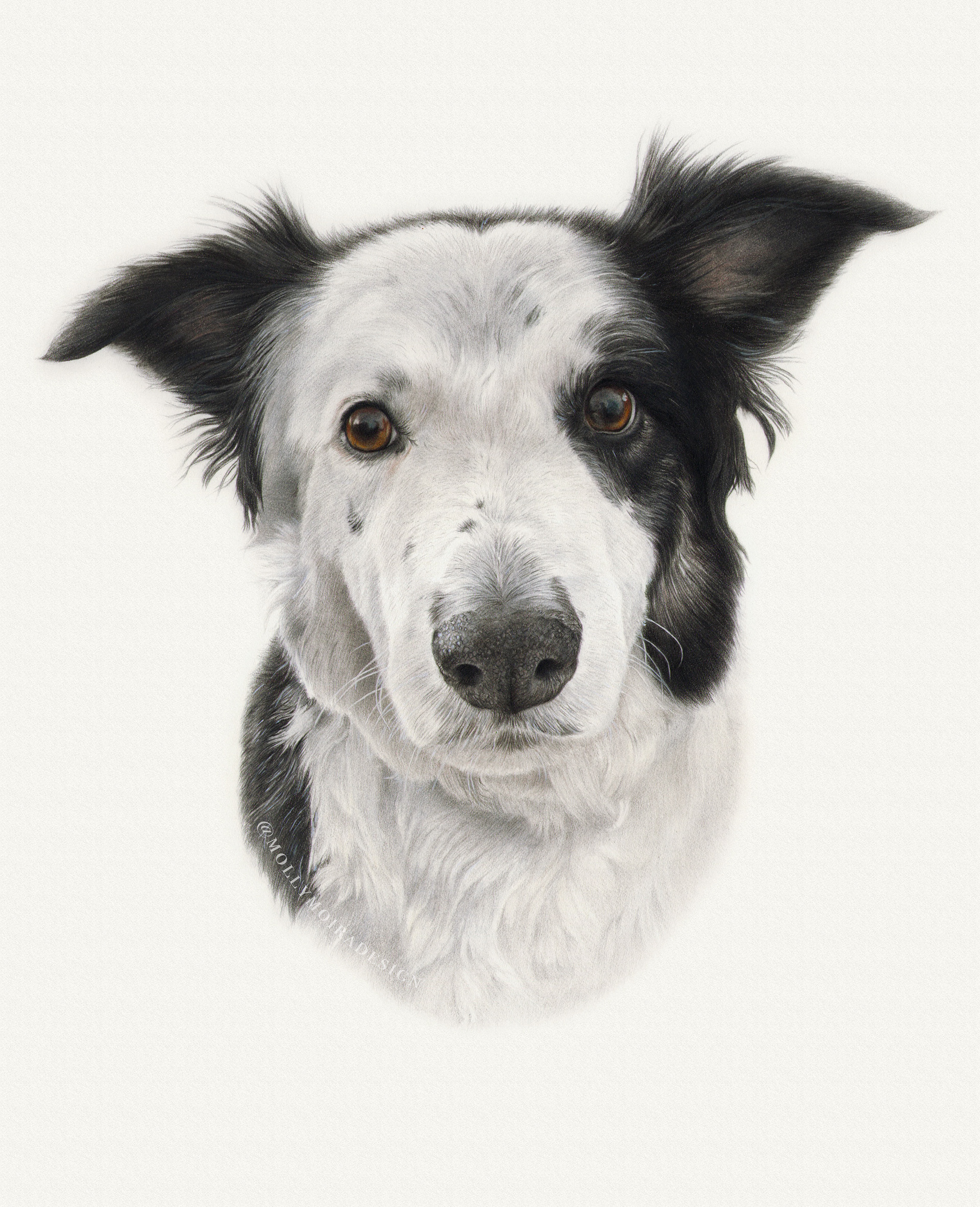 A realistic drawing of a border collie dog drawn with coloured pencils