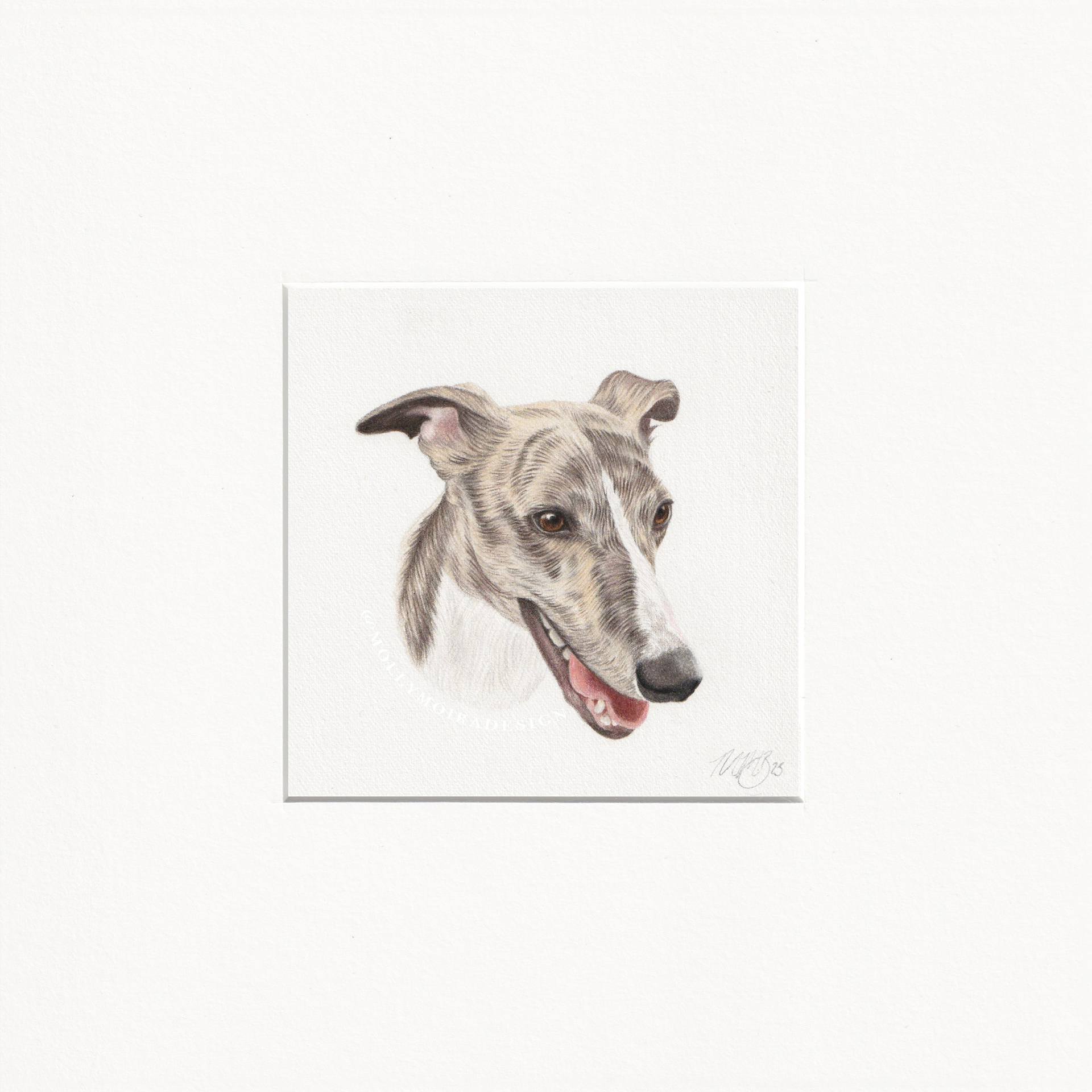 Mini pencil pet portrait of a cute whippet dog