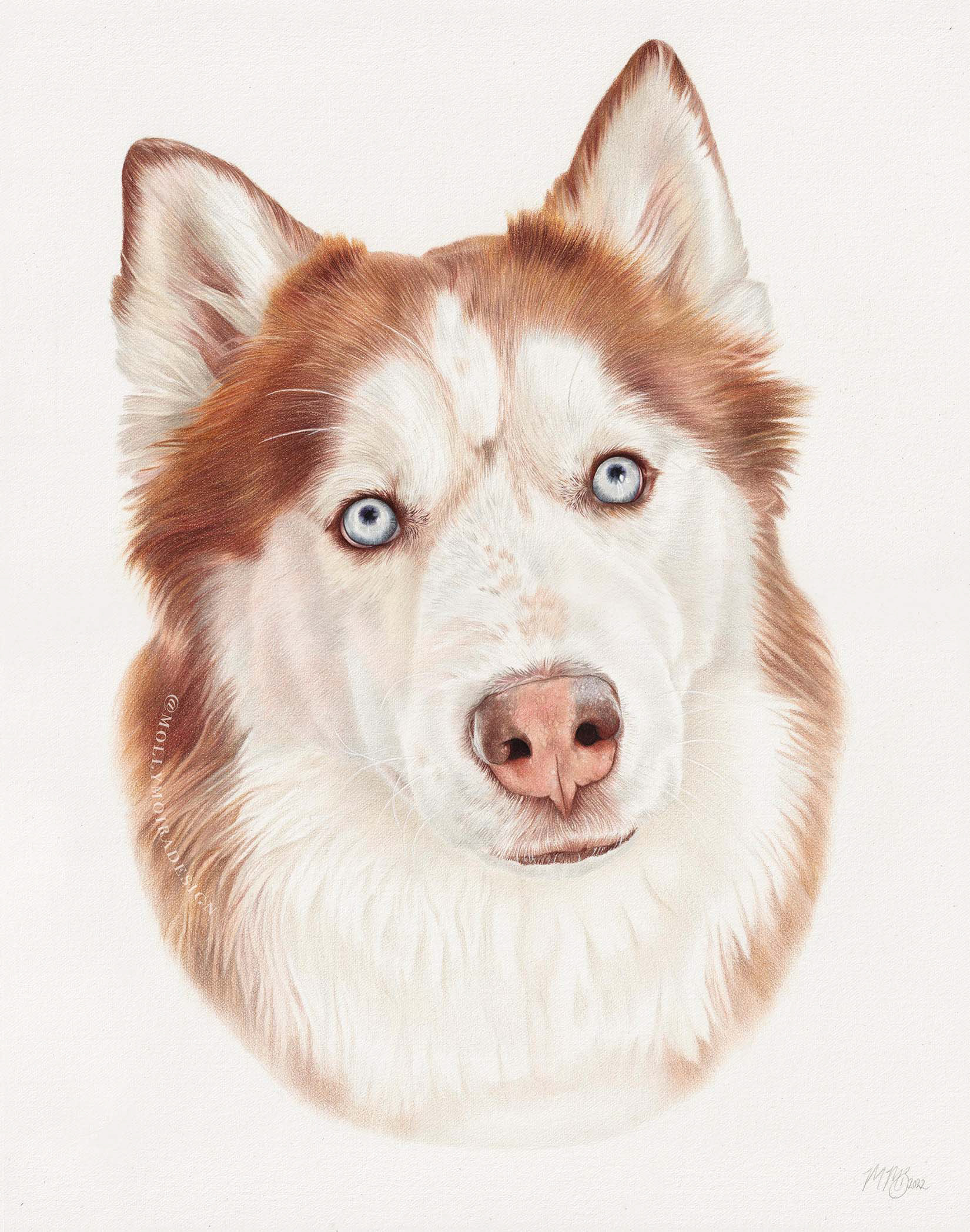 Coloured pencil pet portrait drawing of a husky dog