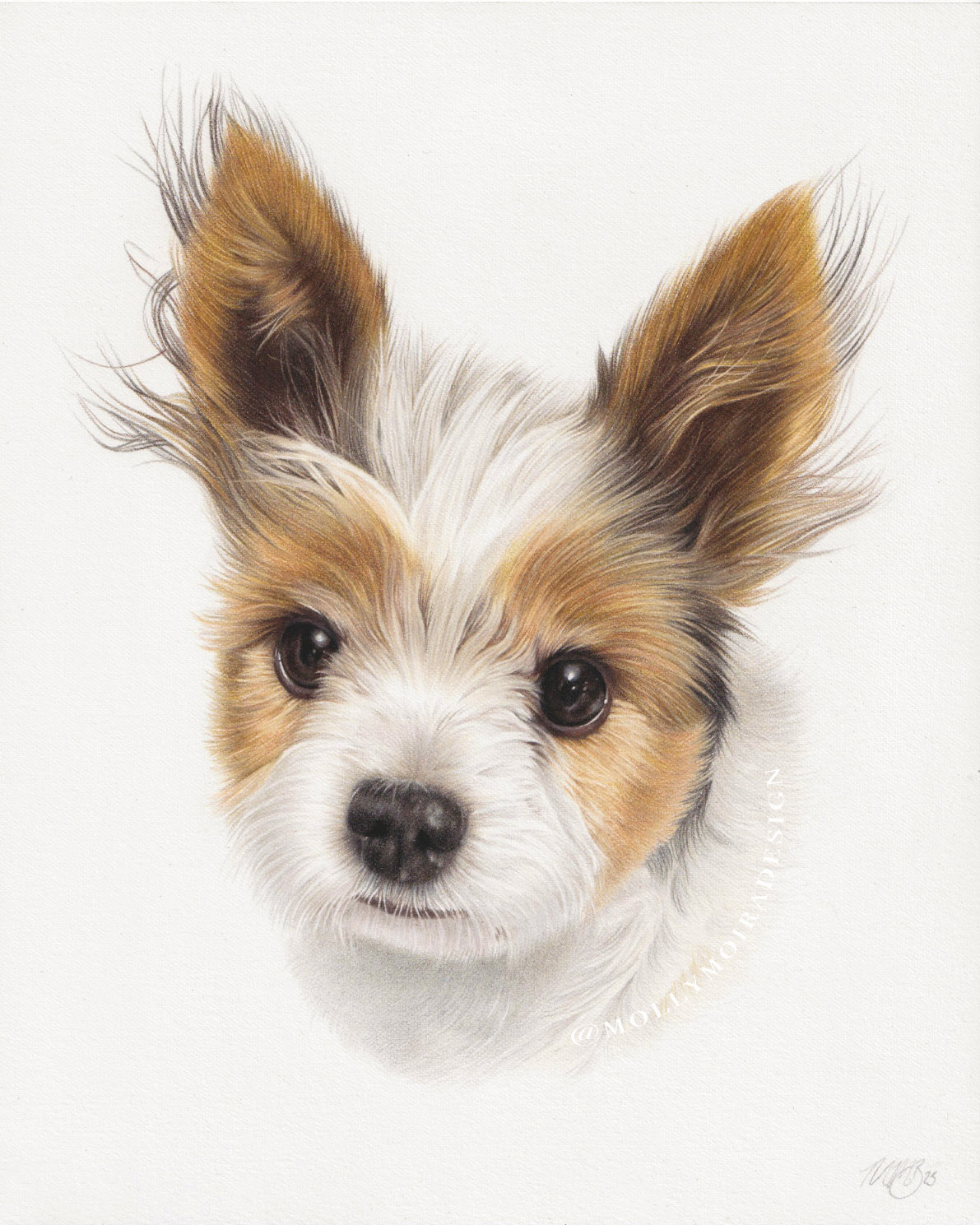 Professional pet portrait drawing of a Parti Yorkie dog
