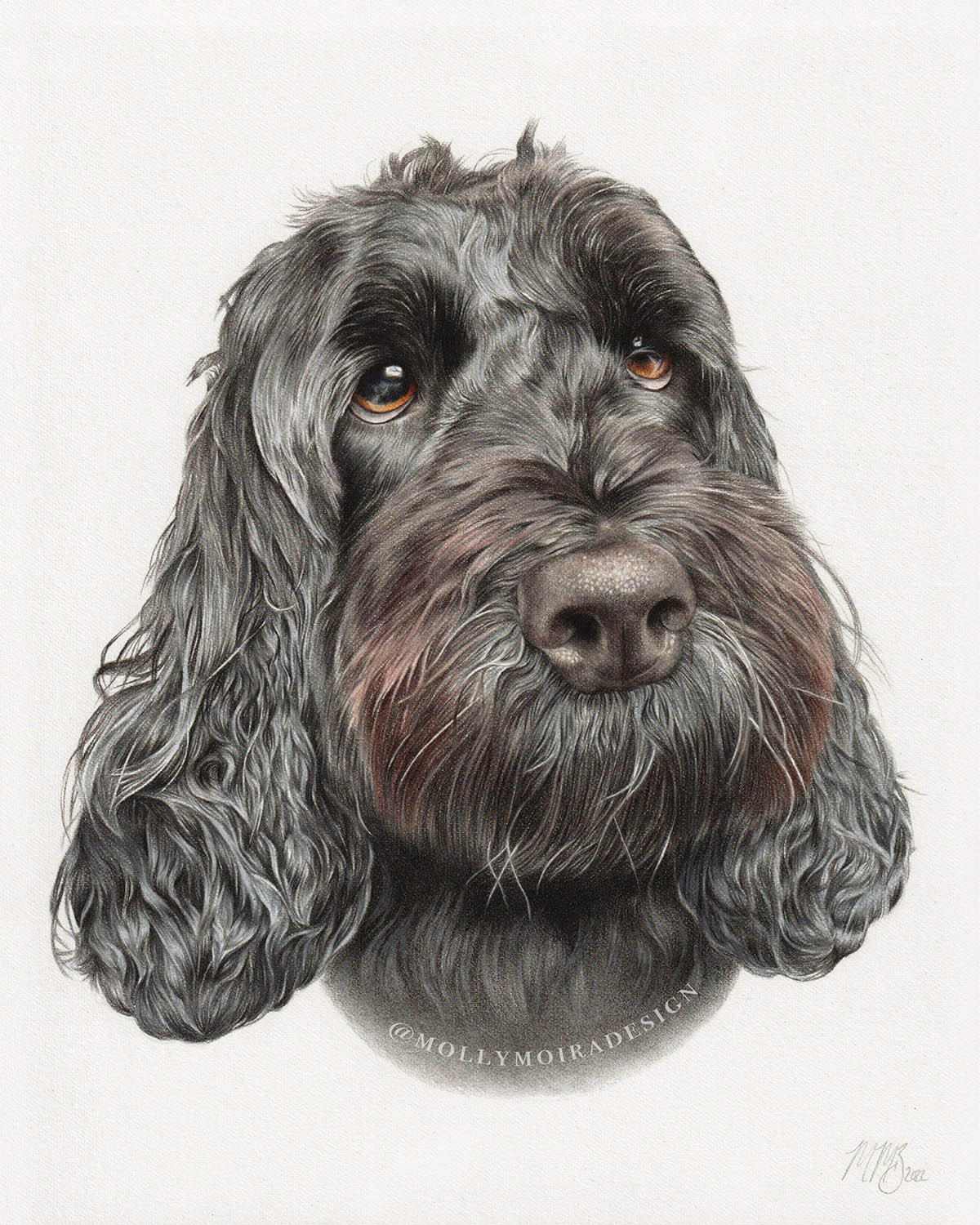 Coloured pencil pet portrait drawing of a cockerpoo dog