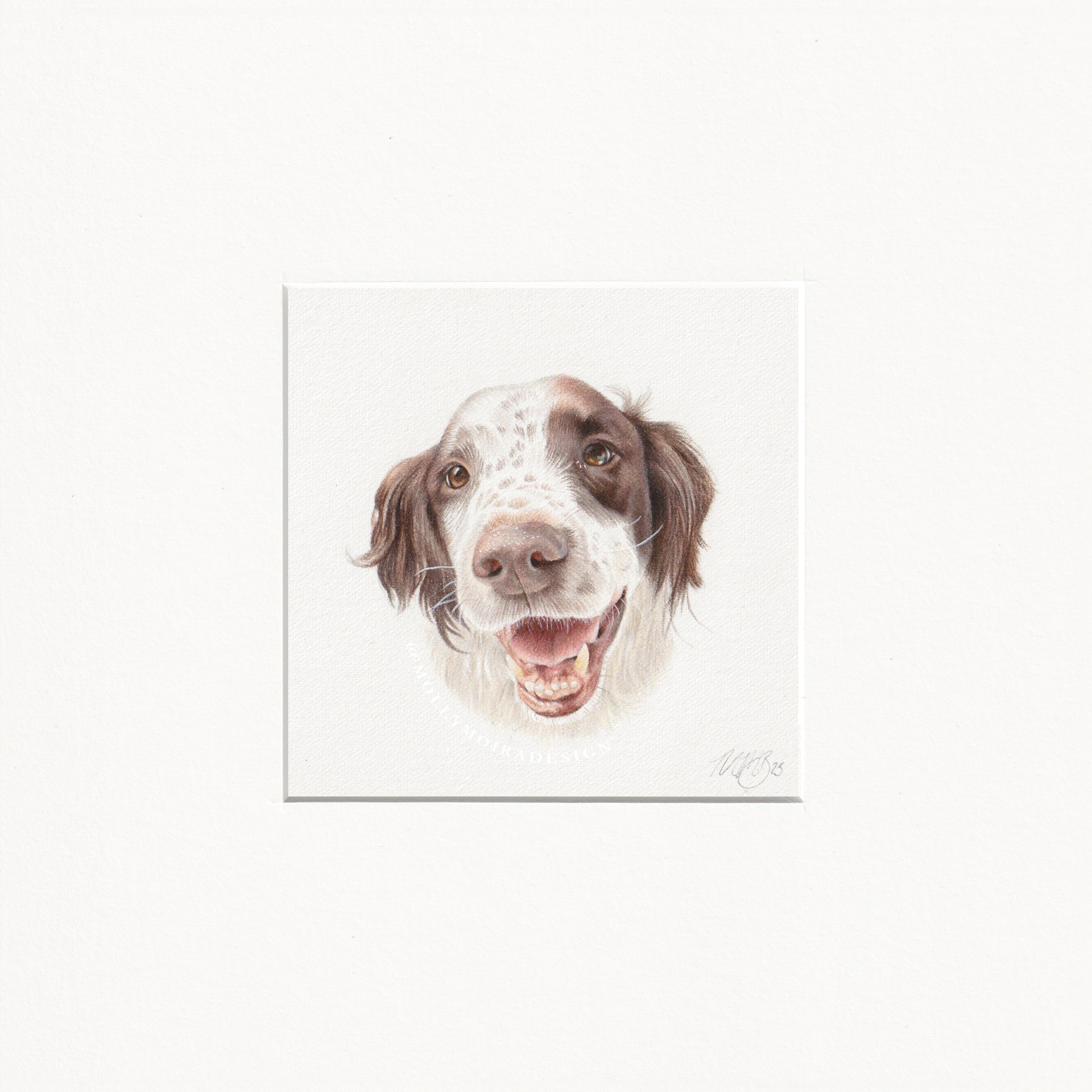 Mini pencil pet portrait of a cute springer spaniel dog