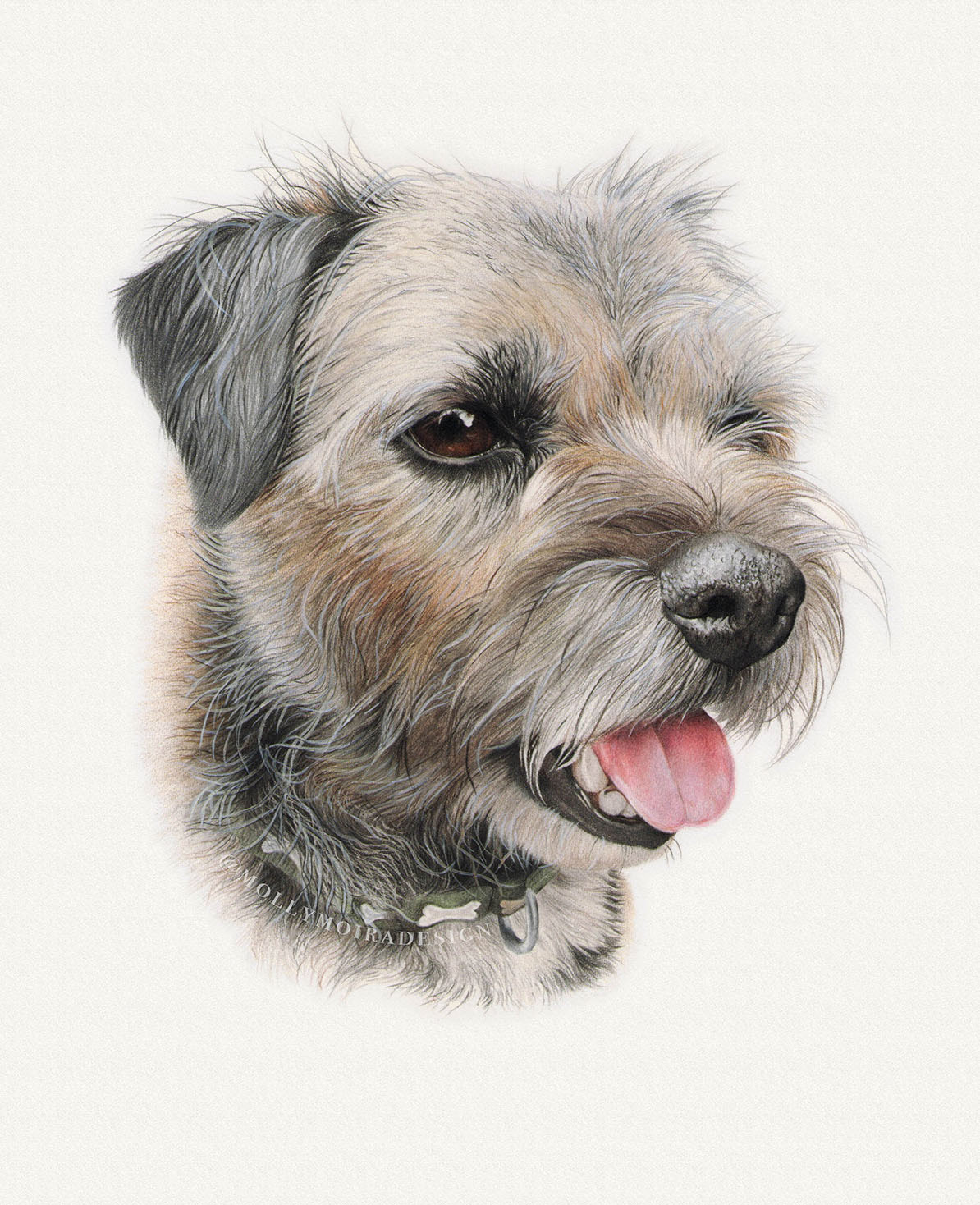 Alfie, Border Terrier, Coloured pencil, 8x10"
