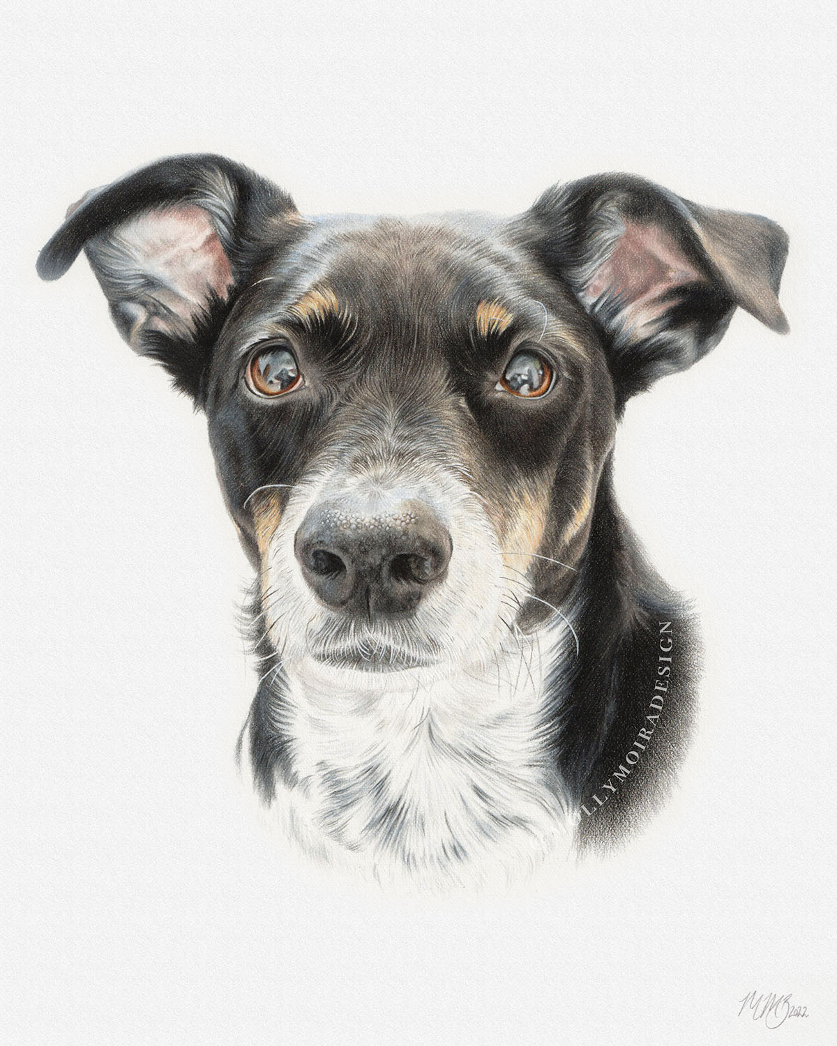 Coloured pencil pet portrait drawing of a terrier dog