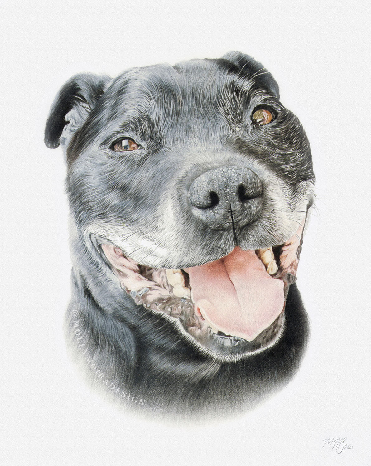 Nelson, Staffordshire Bull Terrier, Coloured Pencil, 8x10"