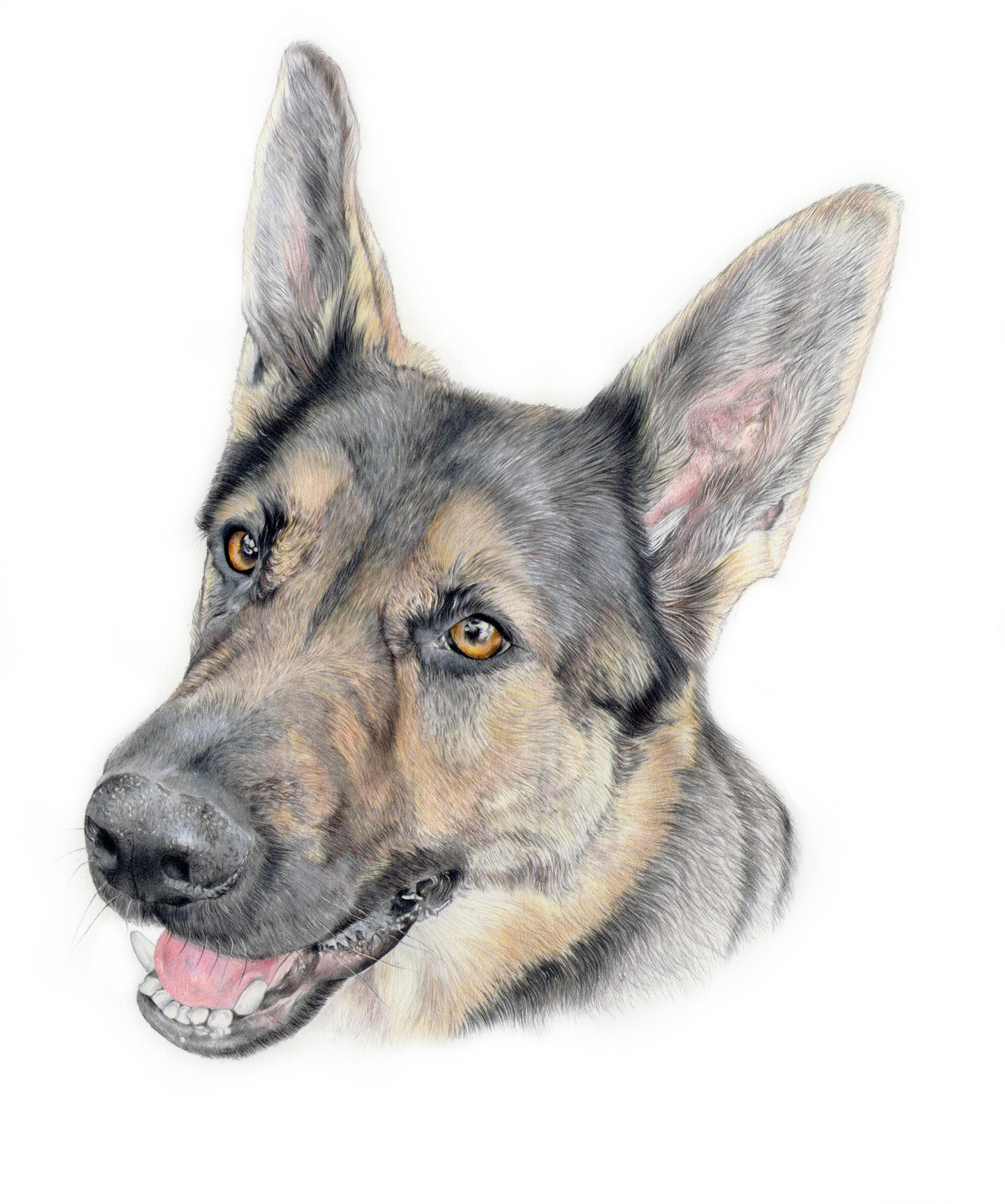 A realistic drawing of a German Shepherd dog drawn with coloured pencils