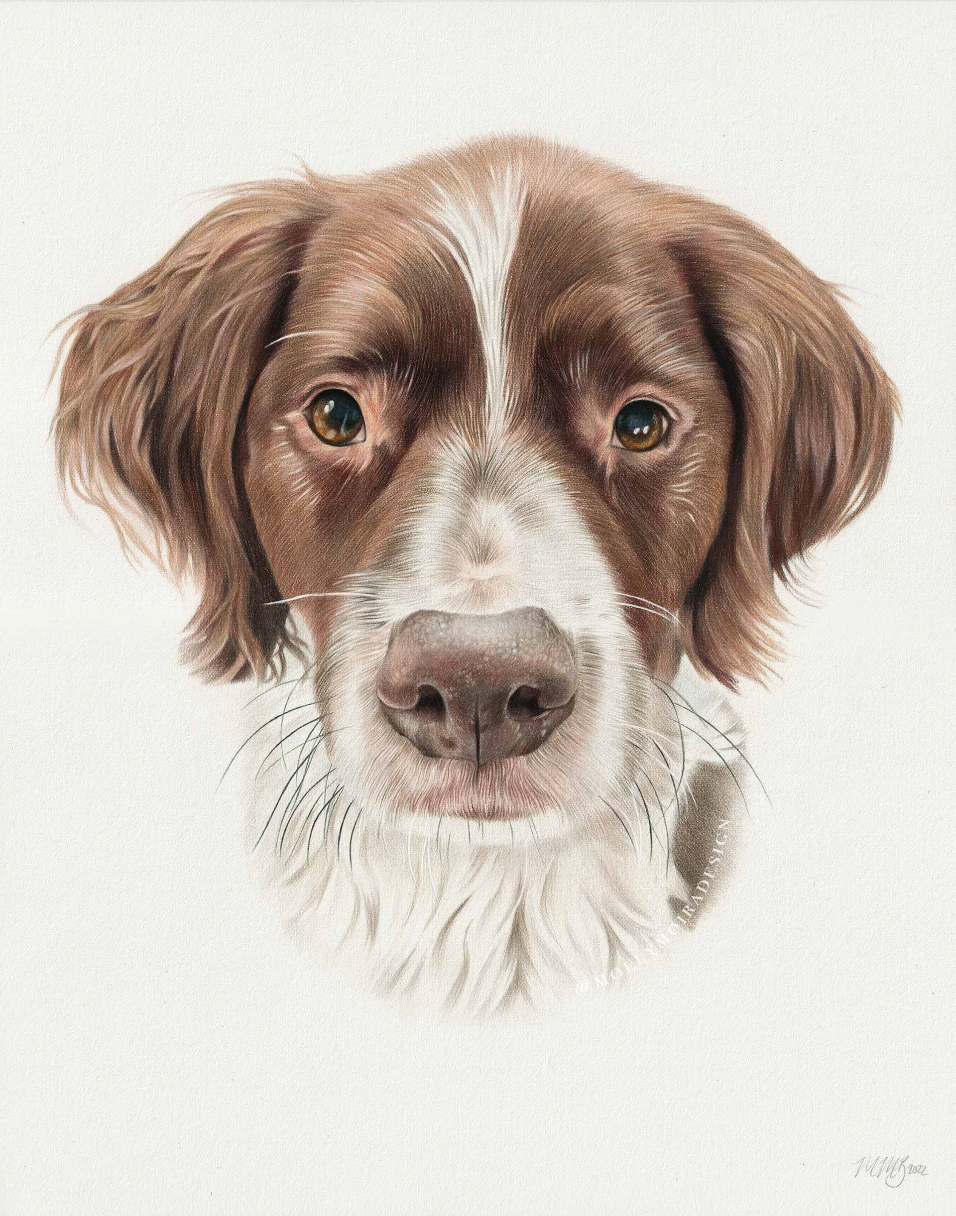 Coloured pencil pet portrait drawing of a Brittany spaniel dog