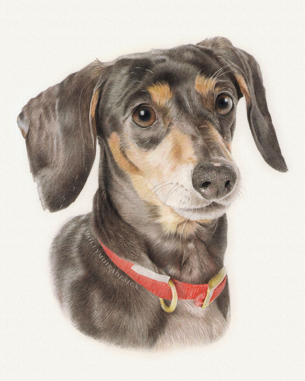 Angel, Dachshund, Coloured pencil, 8x10"