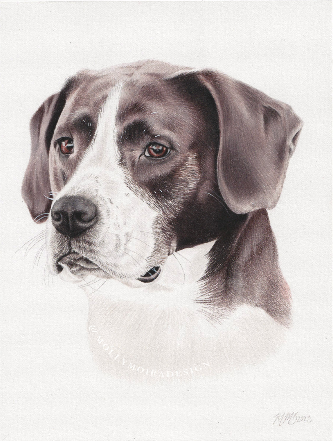Professional pet portrait drawing of a dog