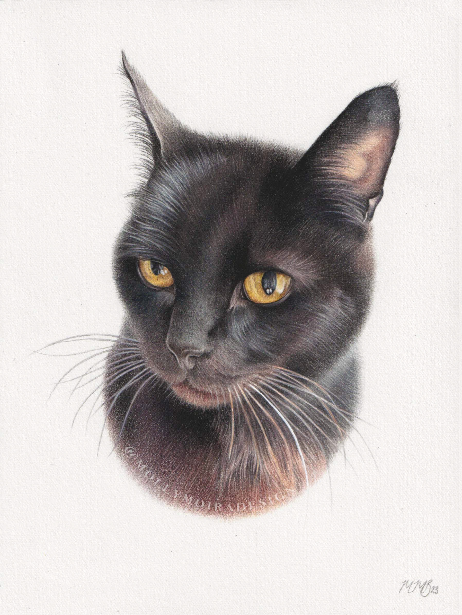 Professional pet portrait drawing of a black cat
