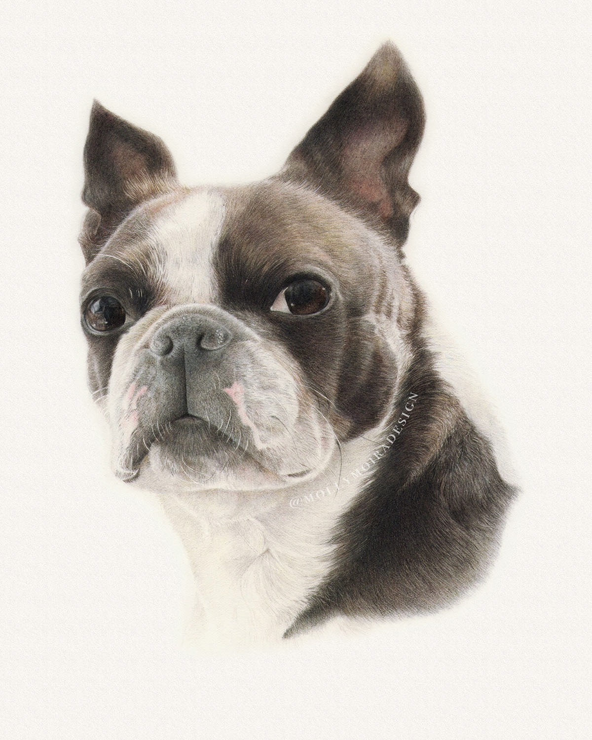 Coloured pencil pet portrait drawing of a Boston terrier dog