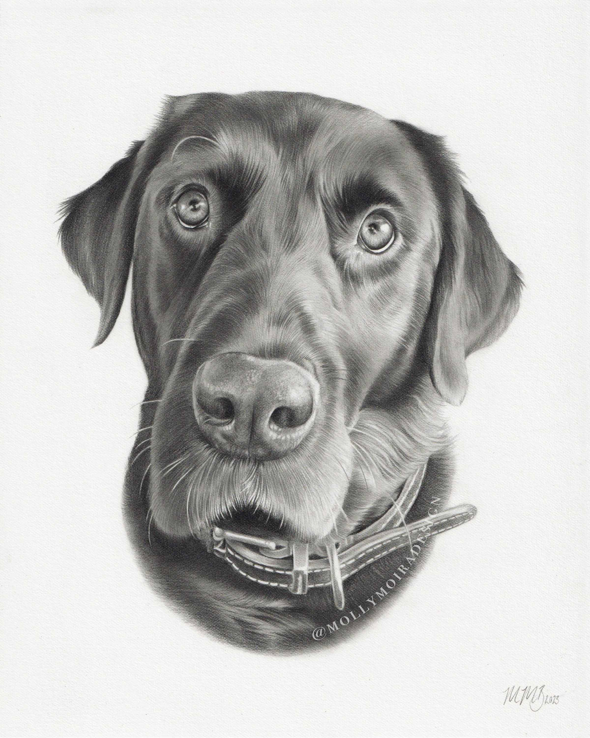 Professional pencil pet portrait drawing of a black Labrador dog