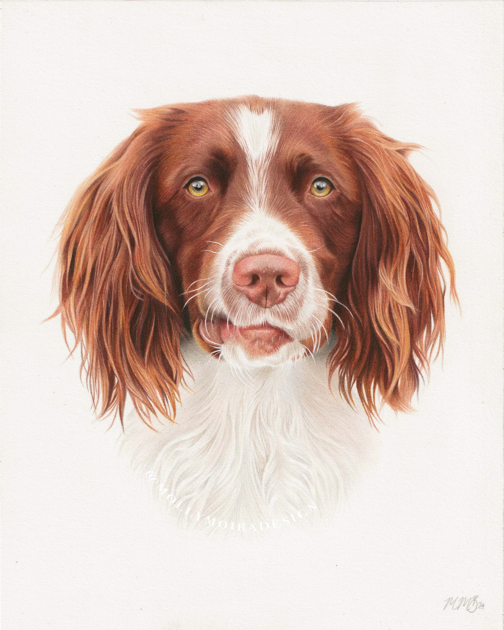 Professional pet portrait drawing of a welsh springer spaniel dog