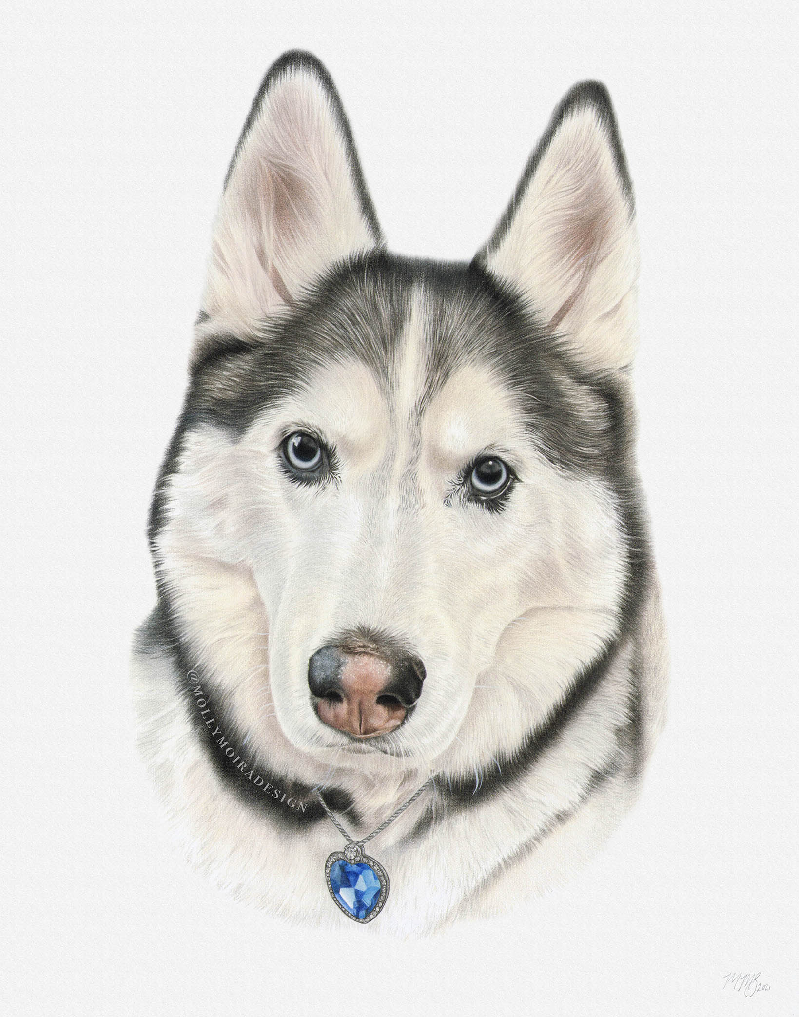 Coloured pencil pet portrait drawing of a husky dog