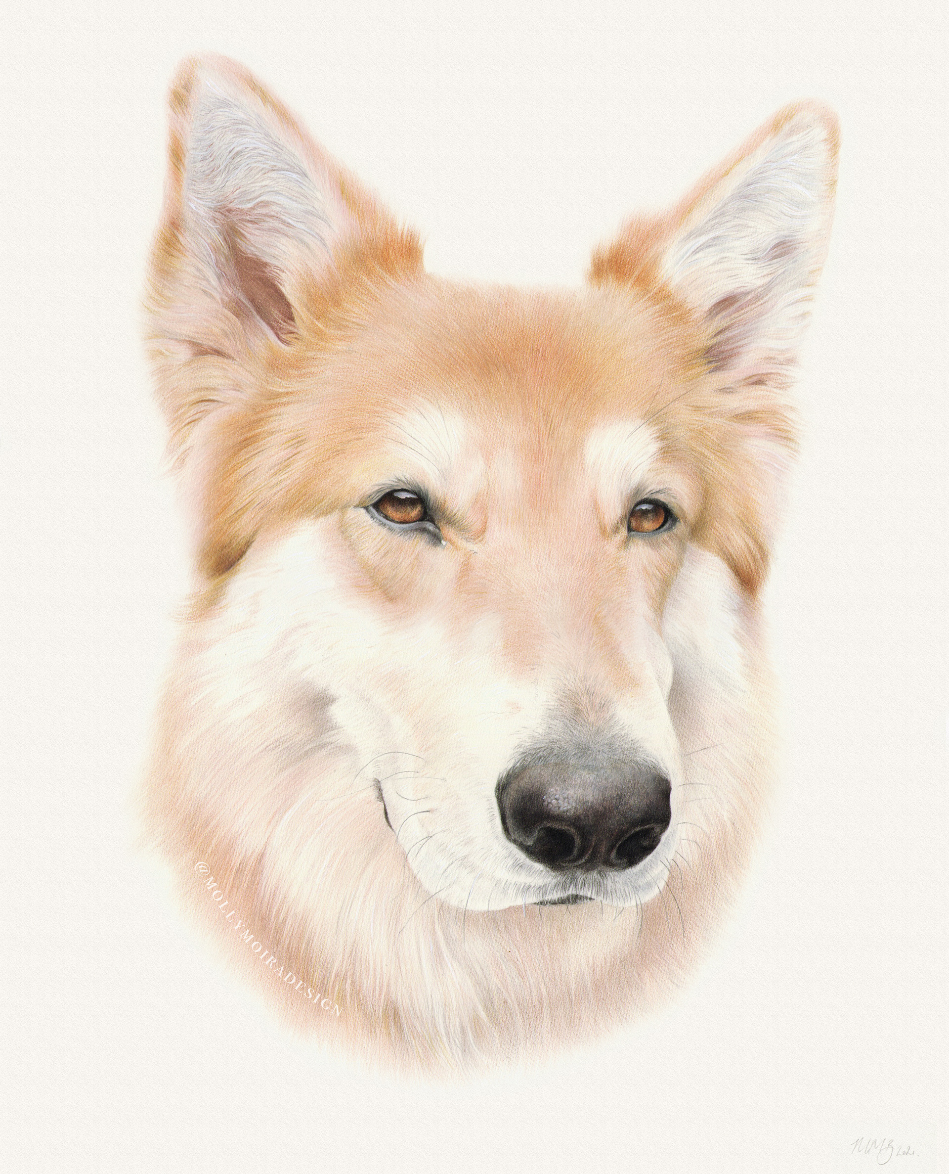A realistic drawing of a German Shepherd drawn in coloured pencils on Fabriano artistico paper
