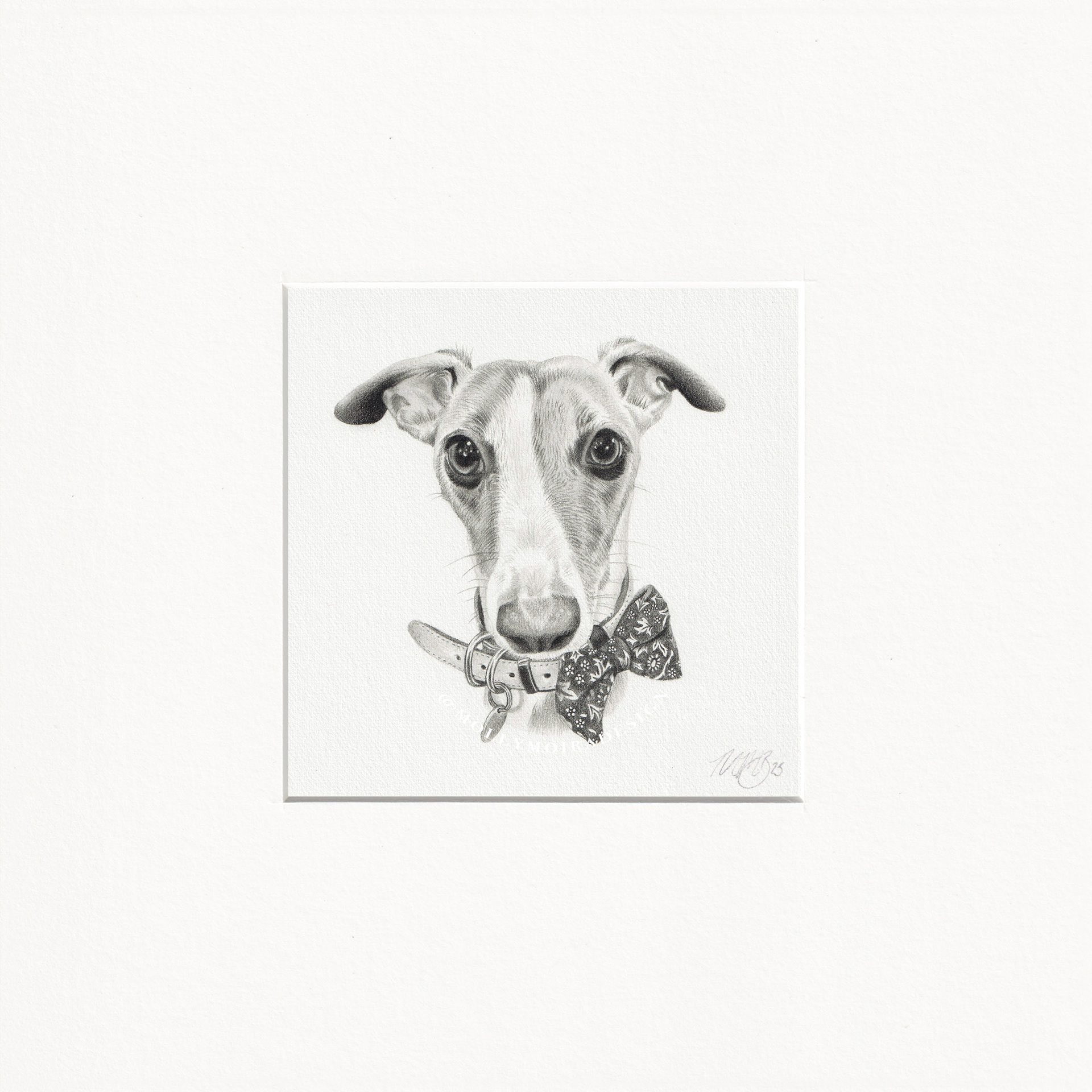 Mini graphite pet portrait of a whippet dog