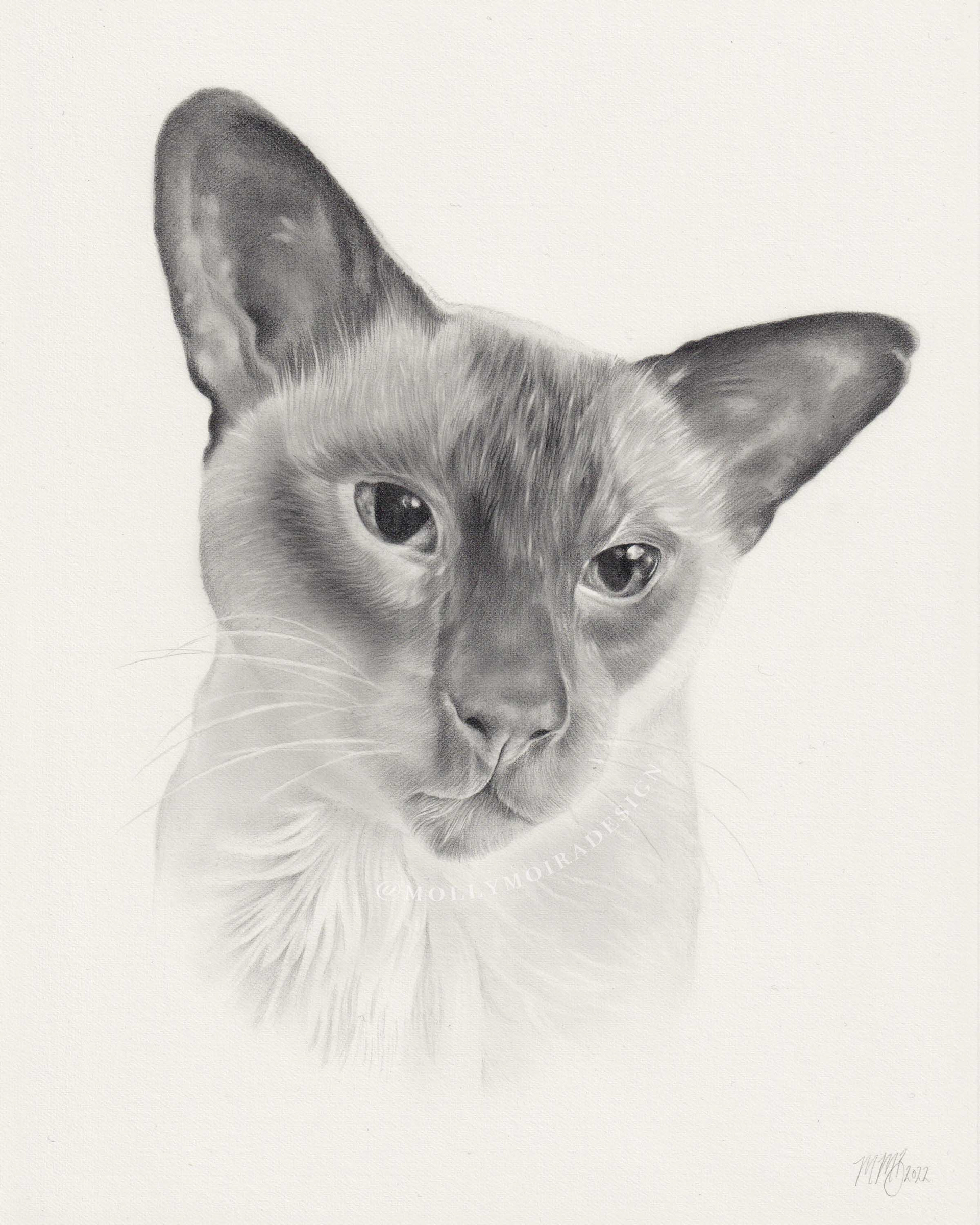 Professional pencil pet portrait drawing of a siamese cat