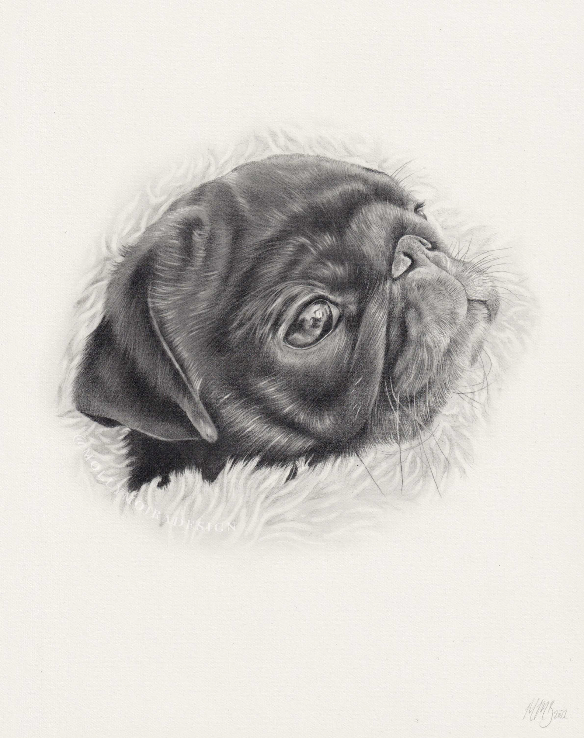Pugsley, Graphite, 8x10"