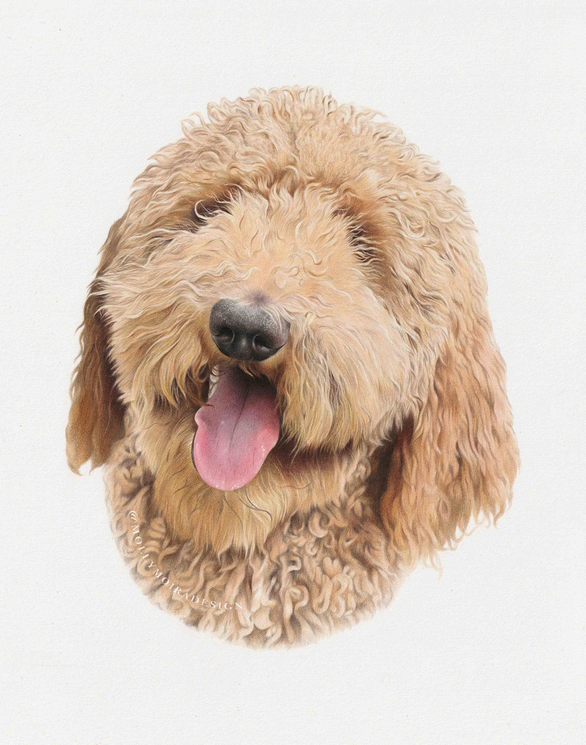 Professional pet portrait drawing of a labradoodle dog