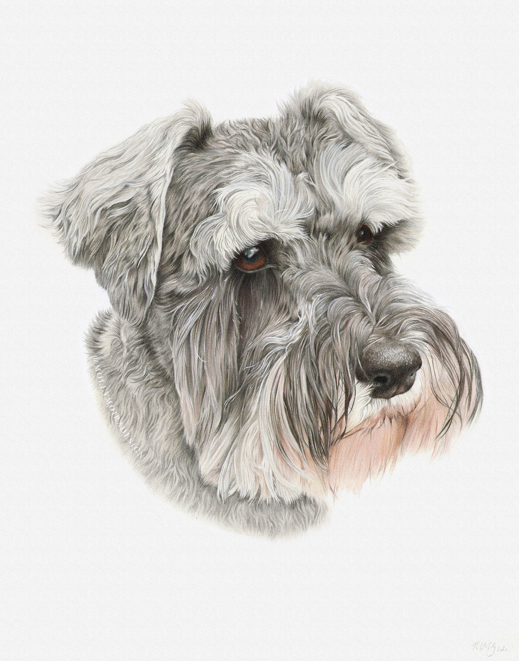 Coloured pencil pet portrait drawing of a miniature schnauzer dog