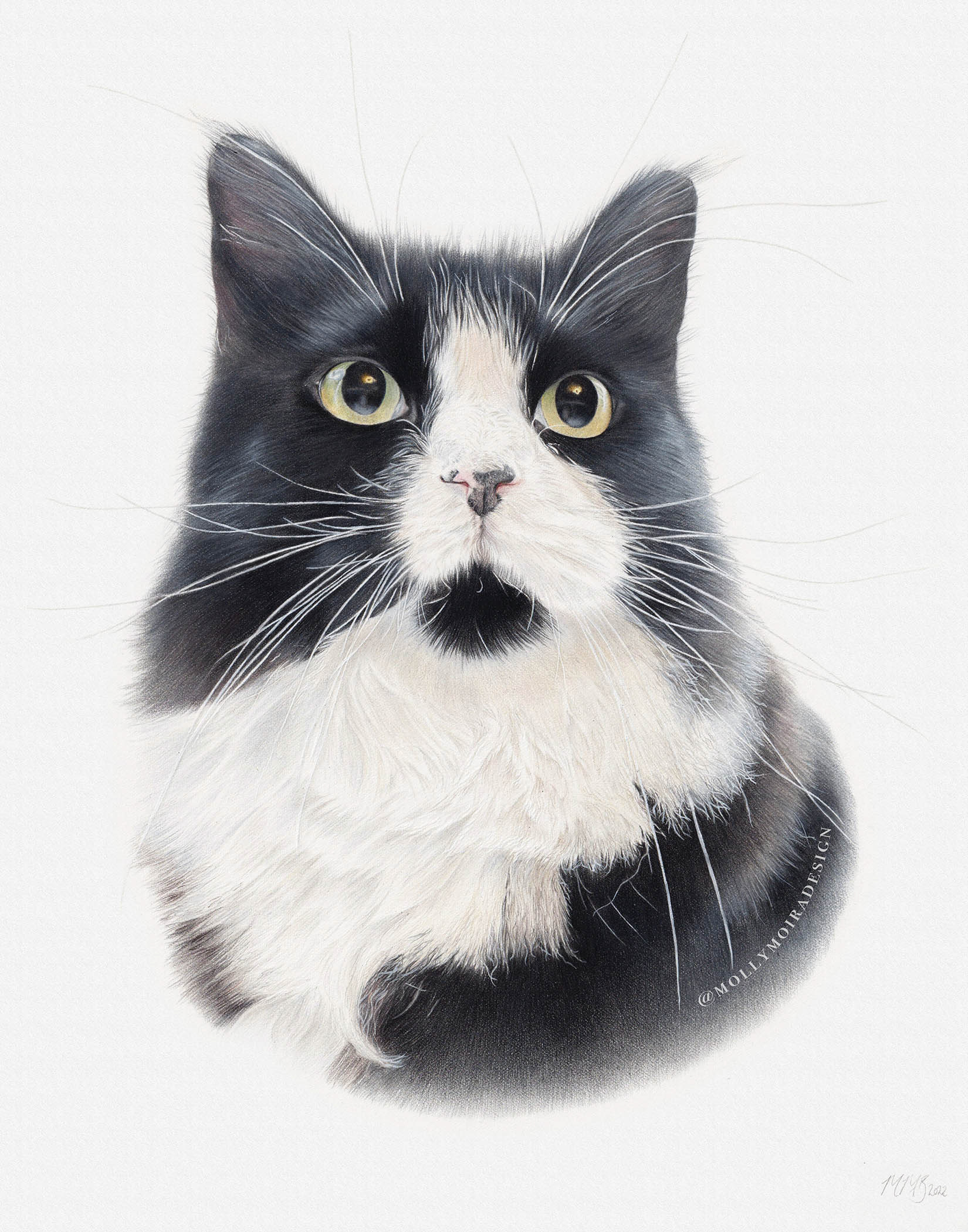 Coloured pencil pet portrait drawing of a black and white cat