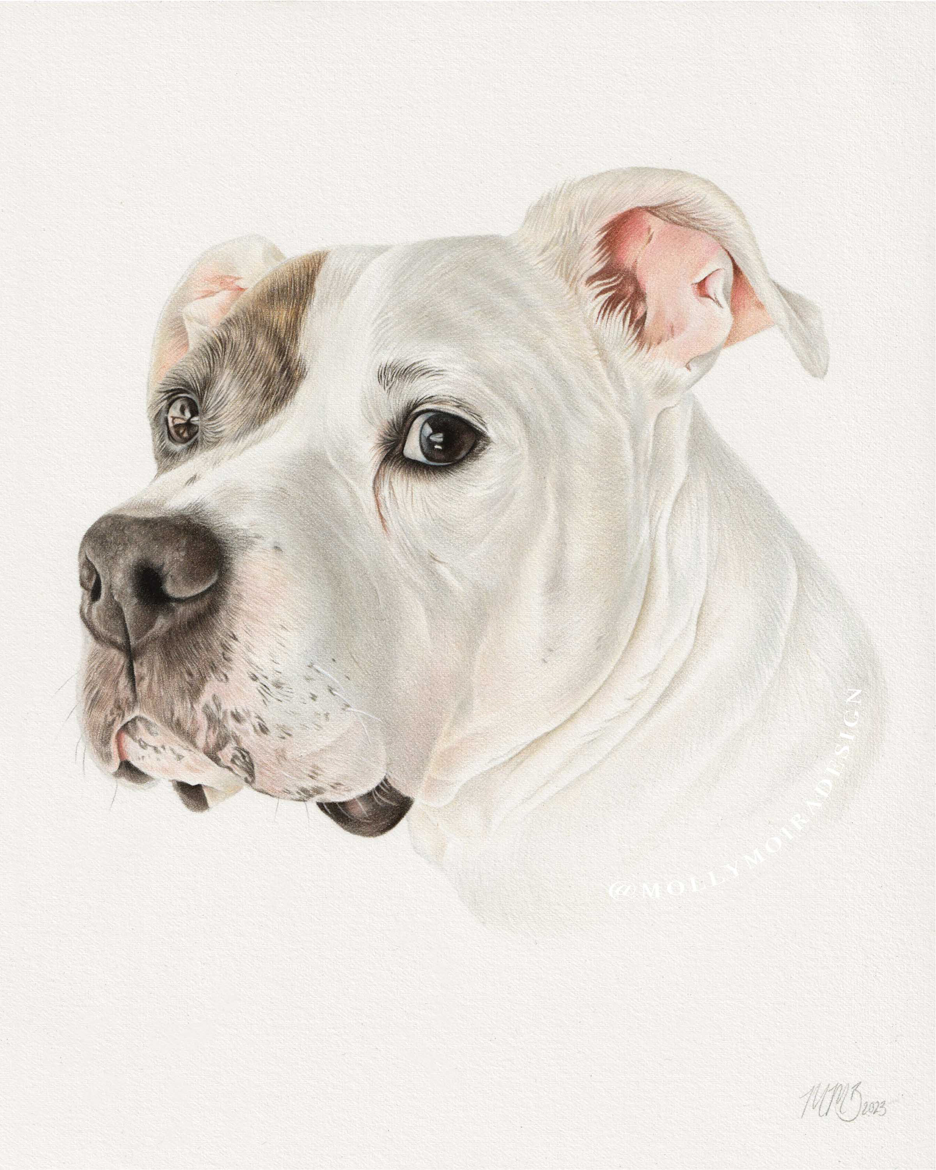 Coloured pencil pet portrait drawing of a dog