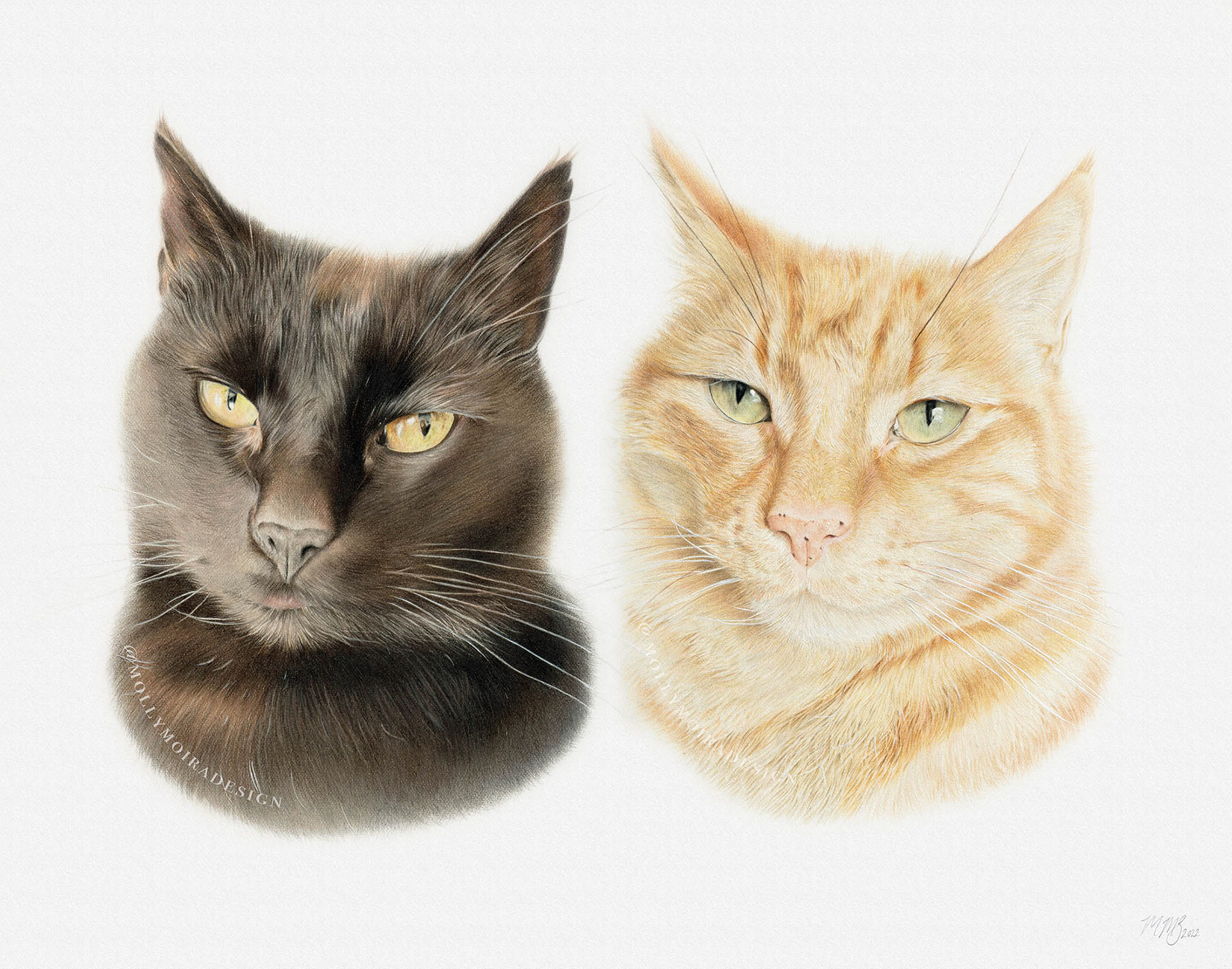 Coloured pencil pet portrait drawing of a black cat and a ginger cat