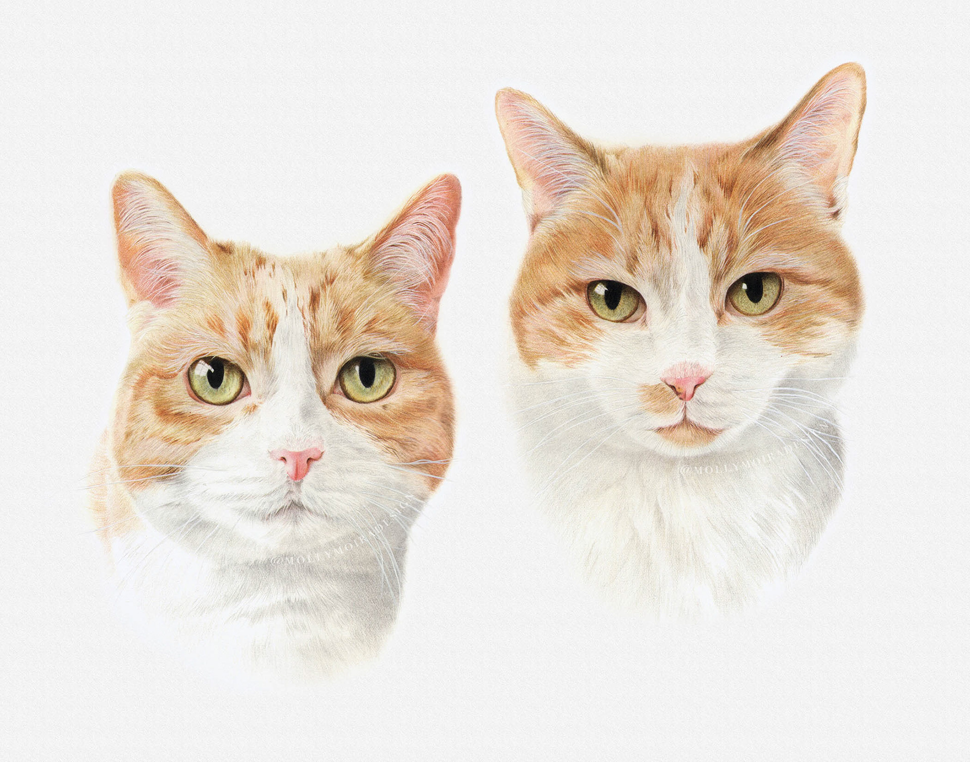 Coloured pencil pet portrait drawing of two ginger cats