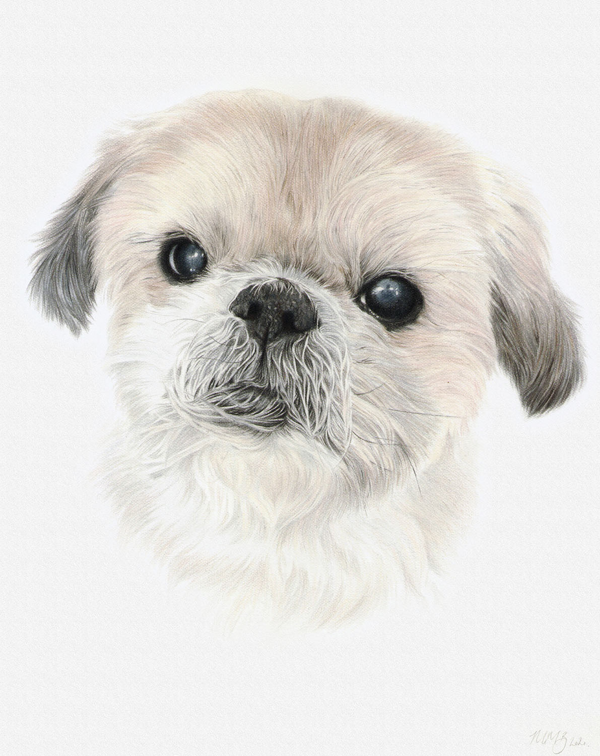 Coloured pencil pet portrait drawing of a shih tzu dog