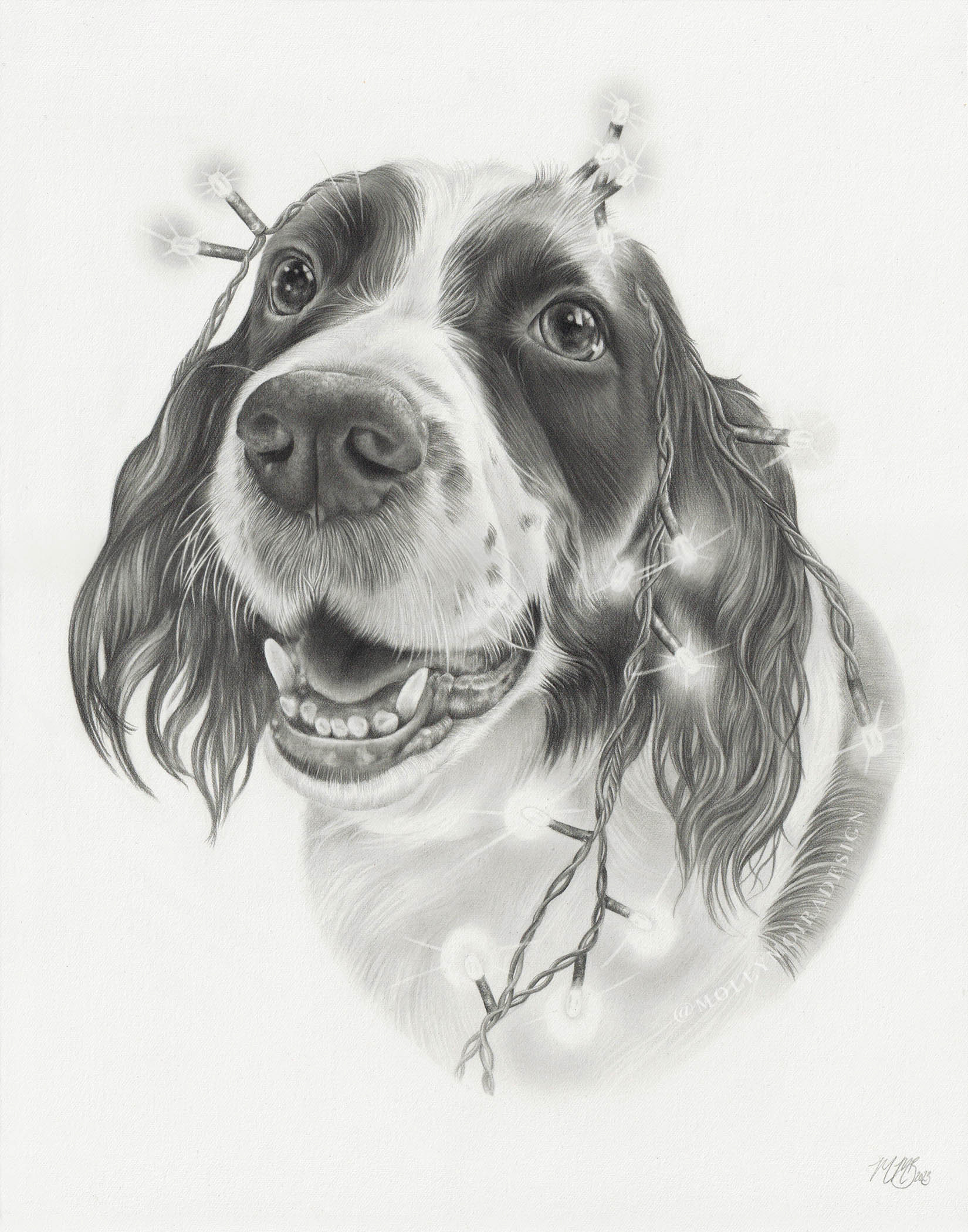 Graphite pencil pet portrait drawing of a springer spaniel dog