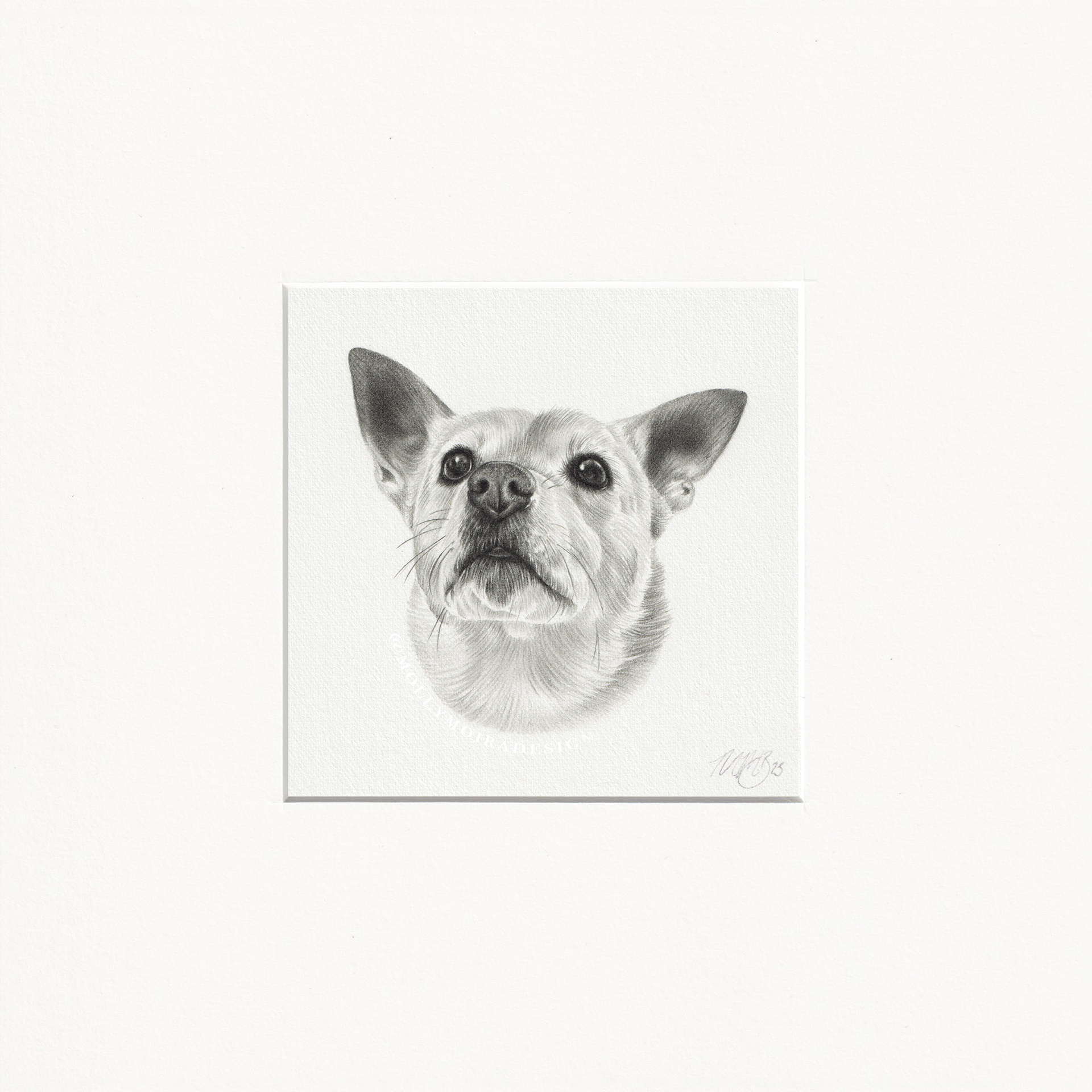 Mini graphite pet portrait of a cute dog