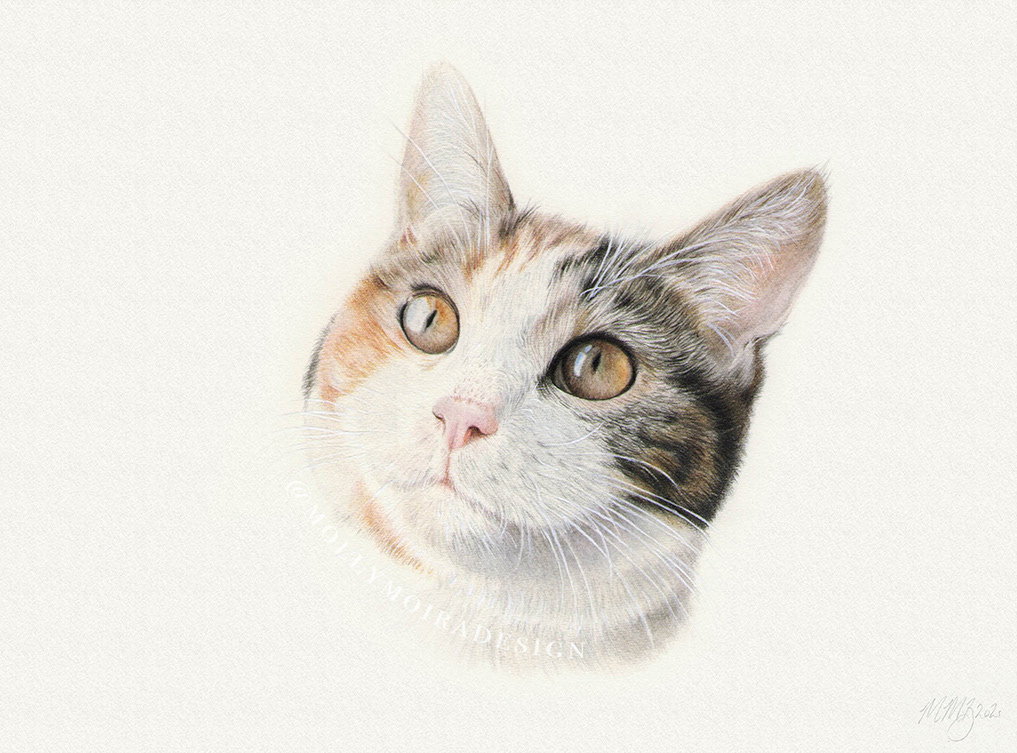 Coloured pencil pet portrait drawing of a tortoiseshell cat