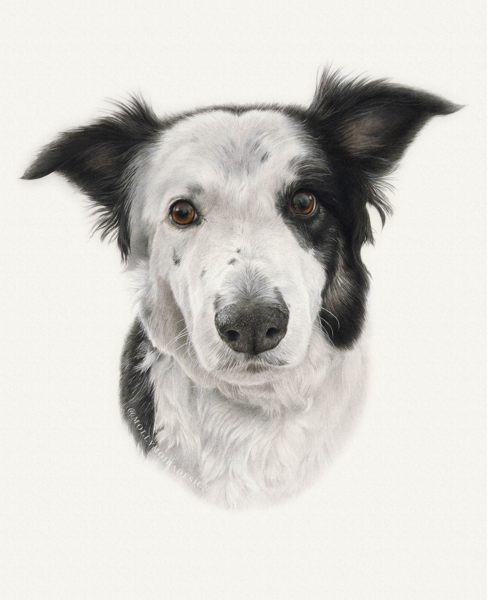 Coloured pencil pet portrait drawing of a border collie dog