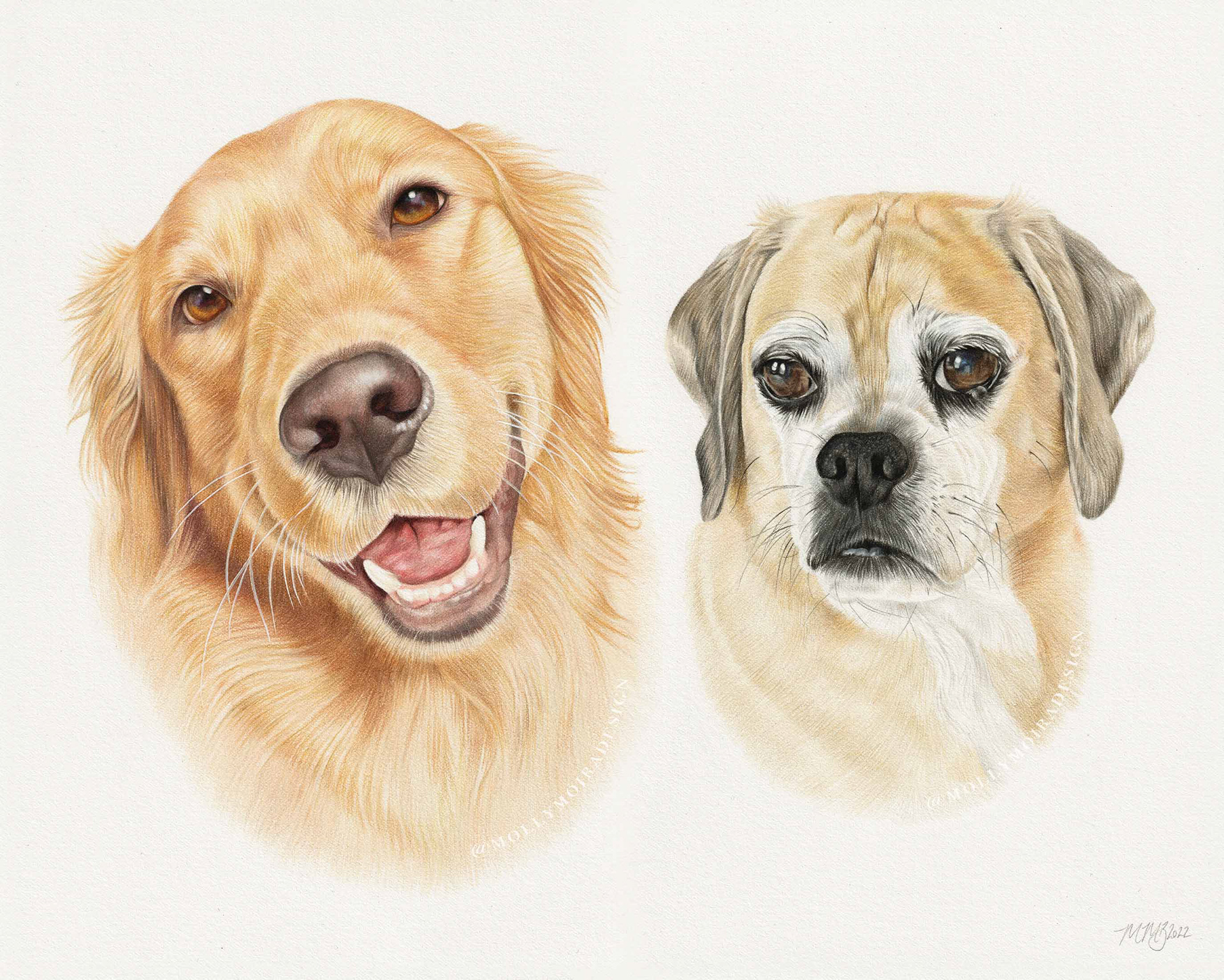 Coloured pencil pet portrait drawing of a two dogs